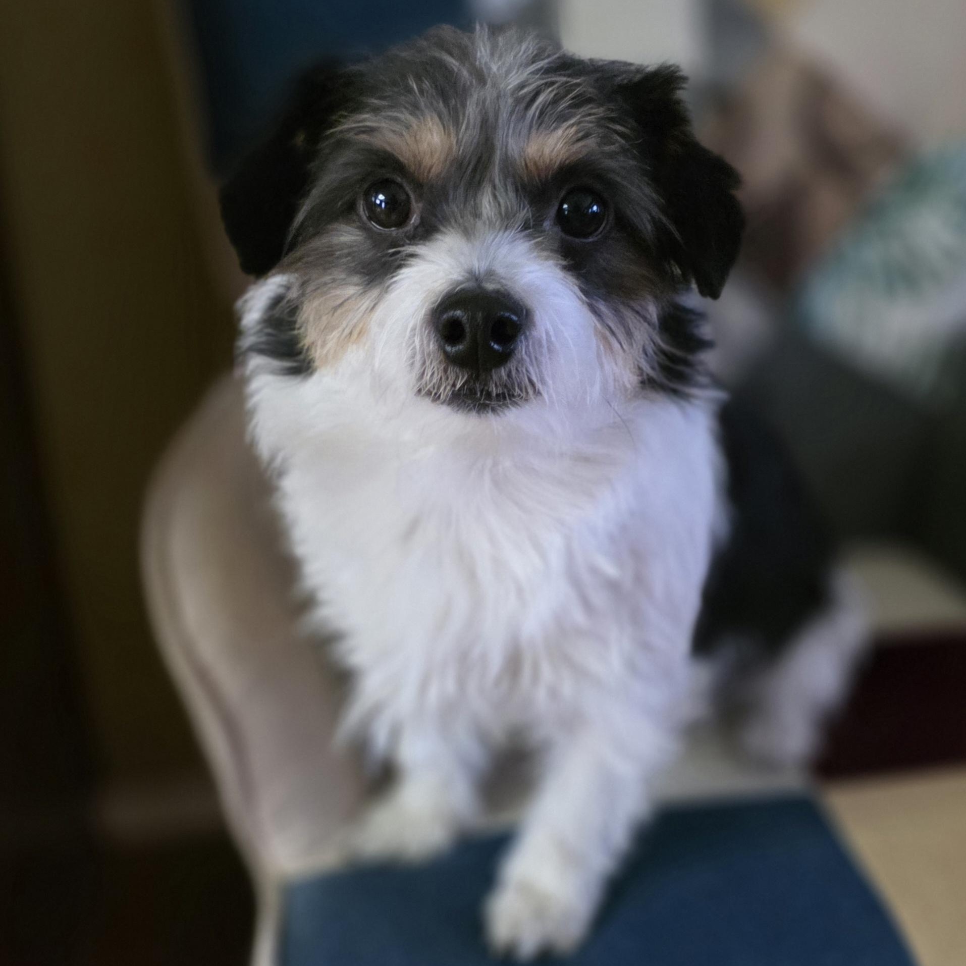 Skurrufie, adopted, Adult Male Jack Russell Terrier.