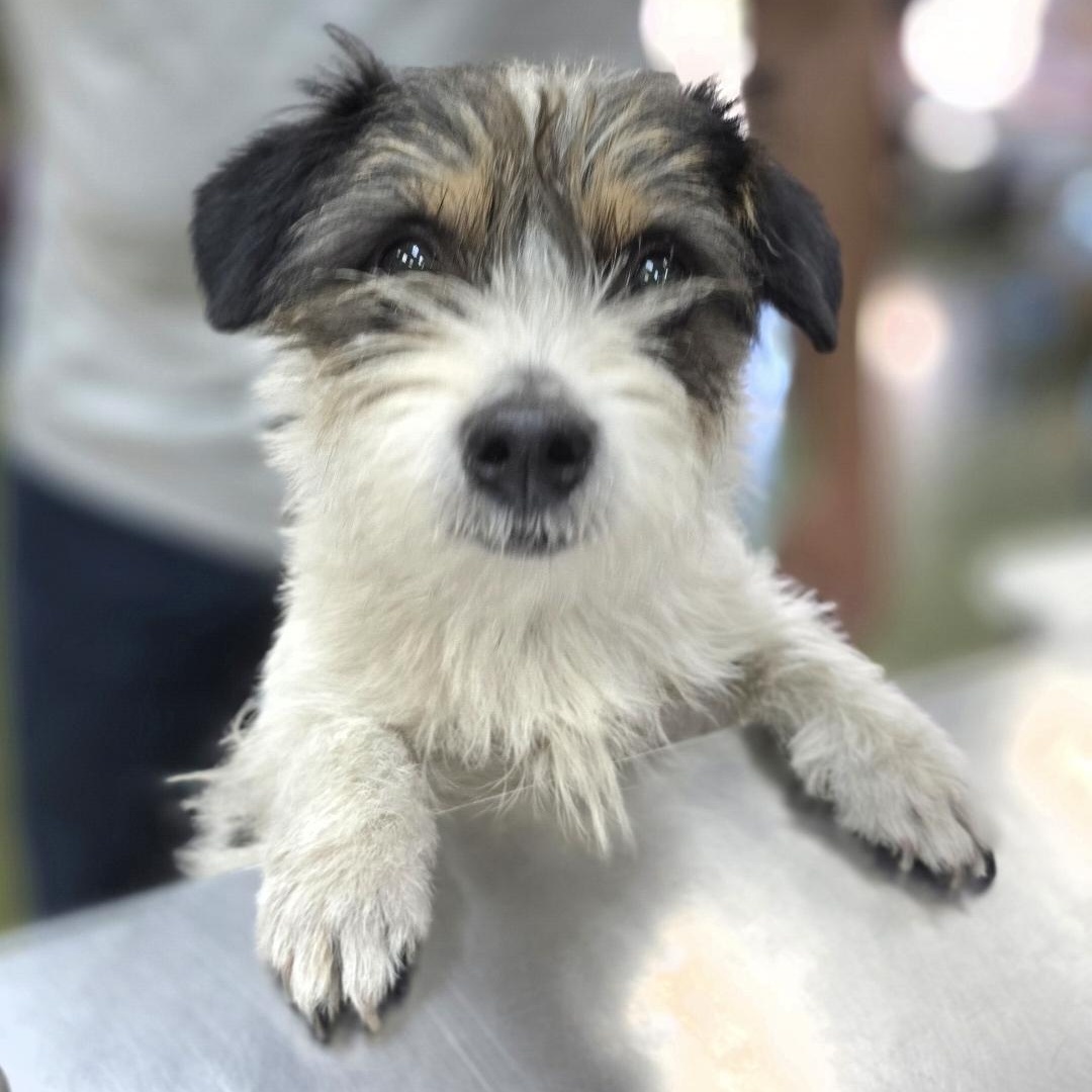 Enlarge Skurrufie, an adopted mixed breed in Clovis, CA image 5/5