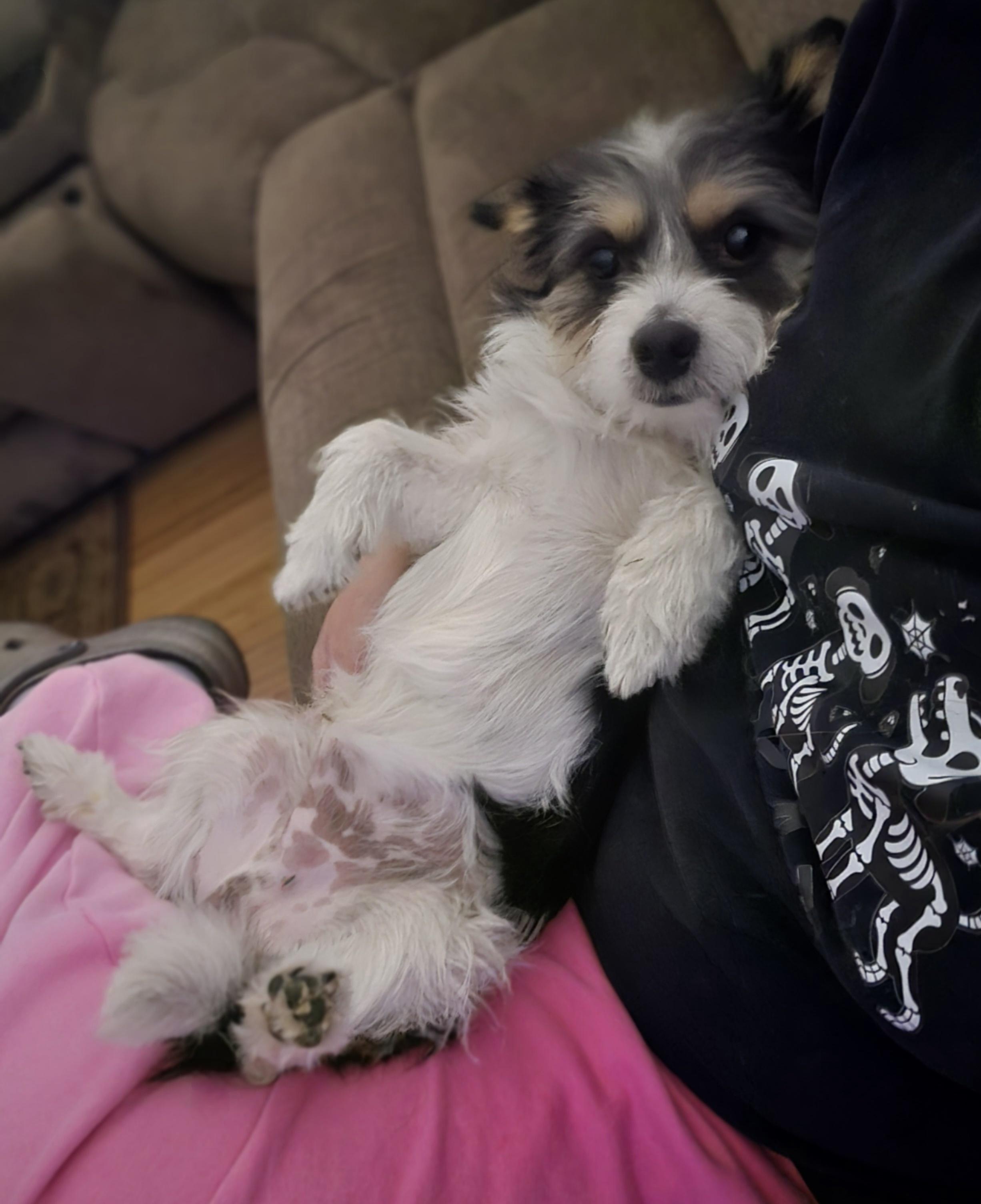 Enlarge Skurrufie, an adopted mixed breed in Clovis, CA image 4/5