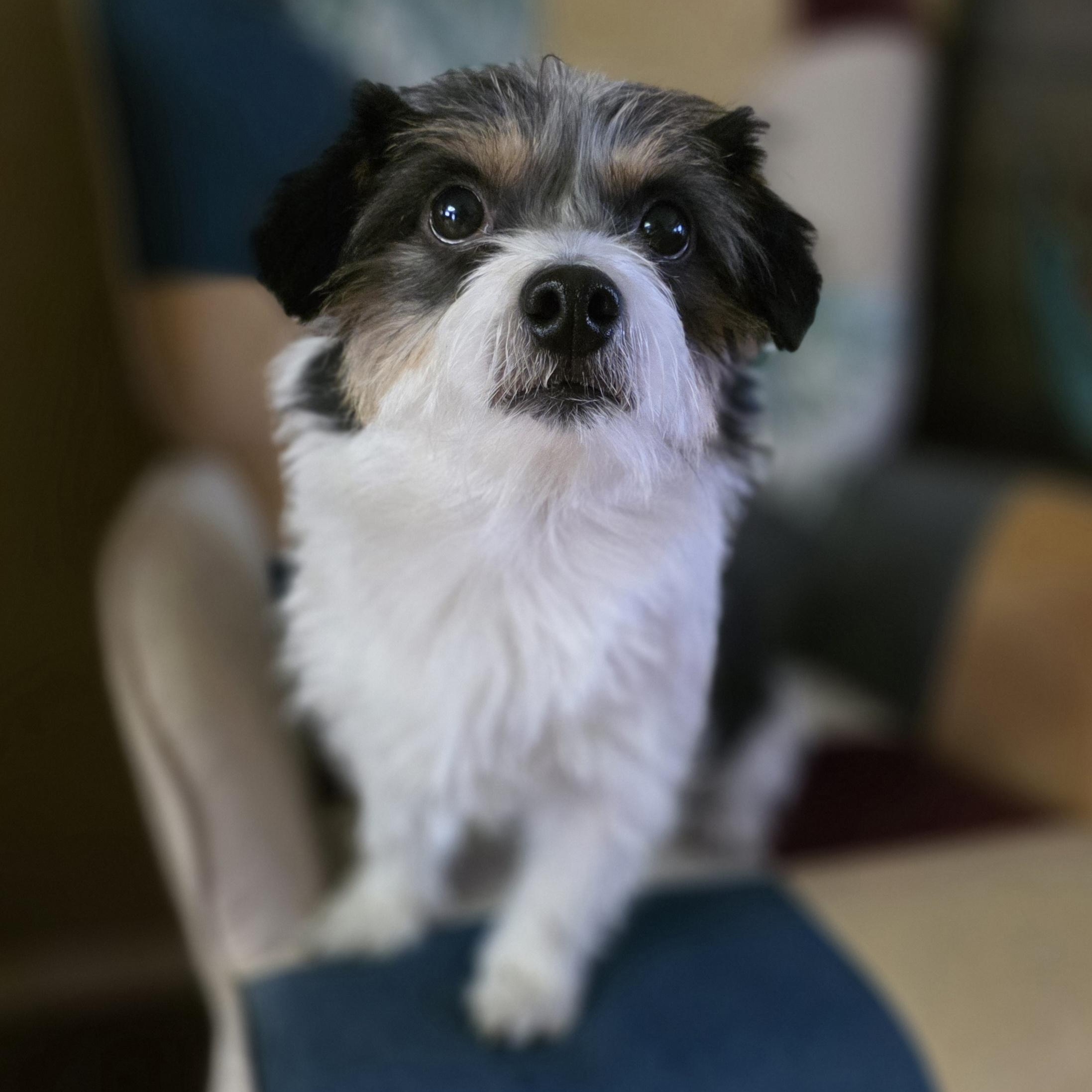 Enlarge Skurrufie, an adopted mixed breed in Clovis, CA image 3/5