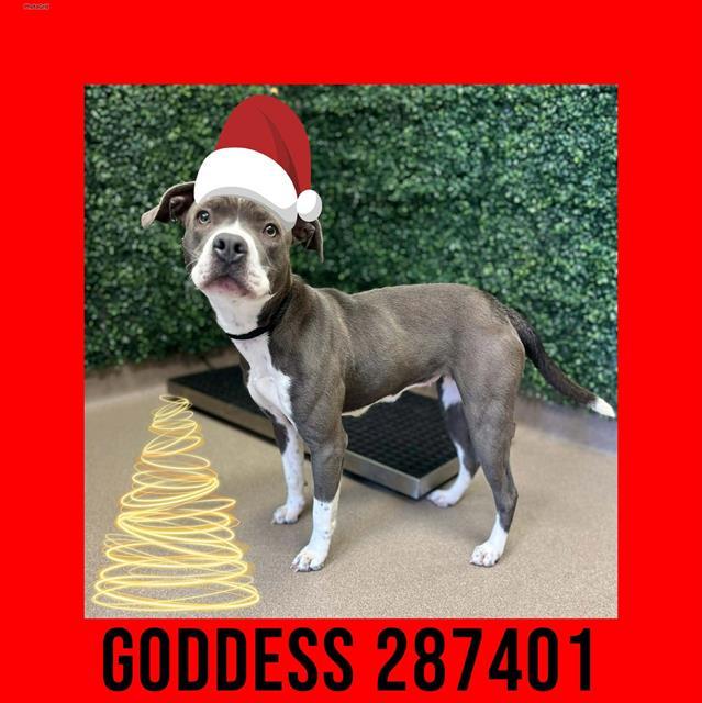 Enlarge GODDESS, a Adoptable mixed breed in Macon, GA image 1/1