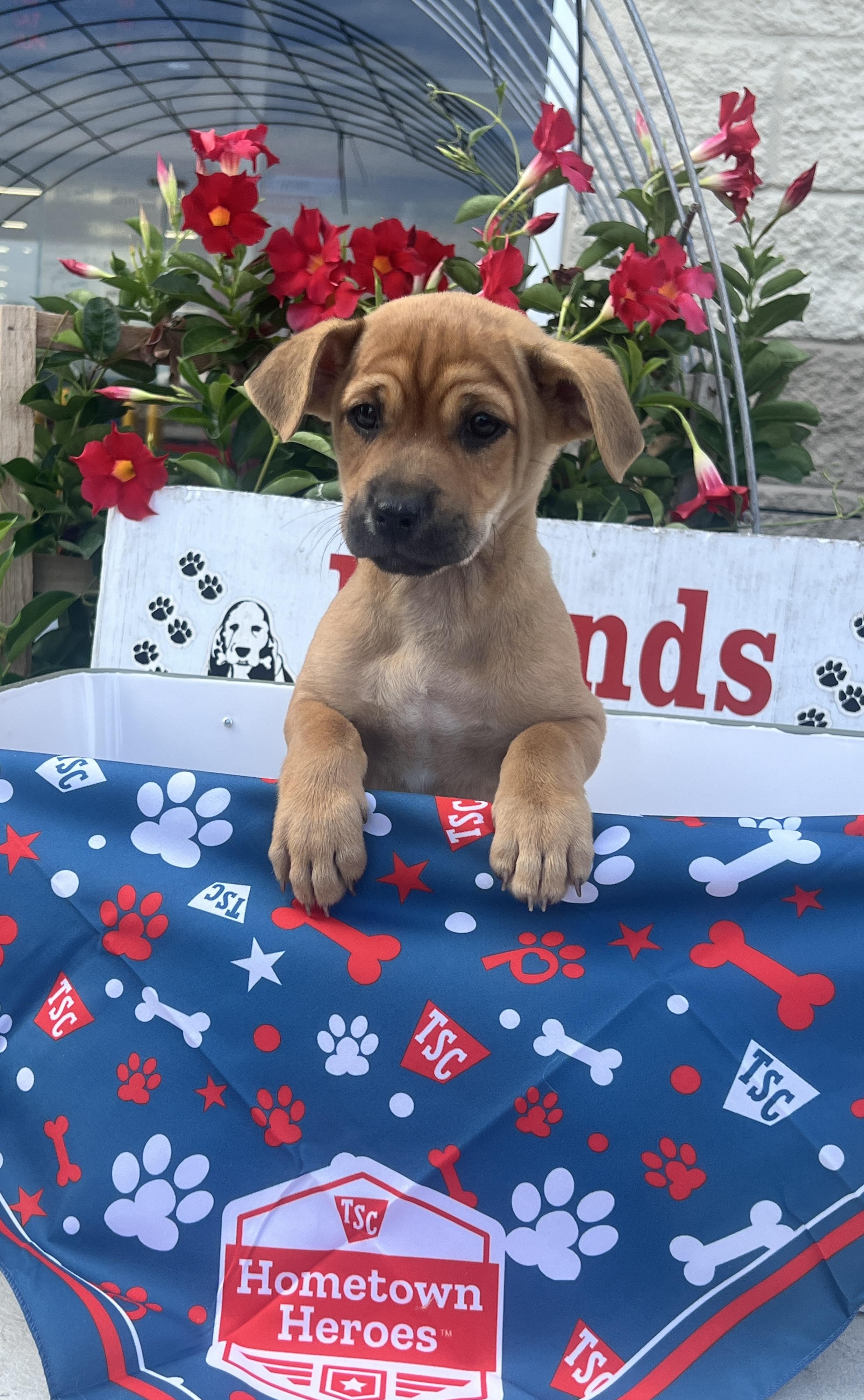 Malcolm, an adopted mixed breed in Rocky Mount, NC image 3/4