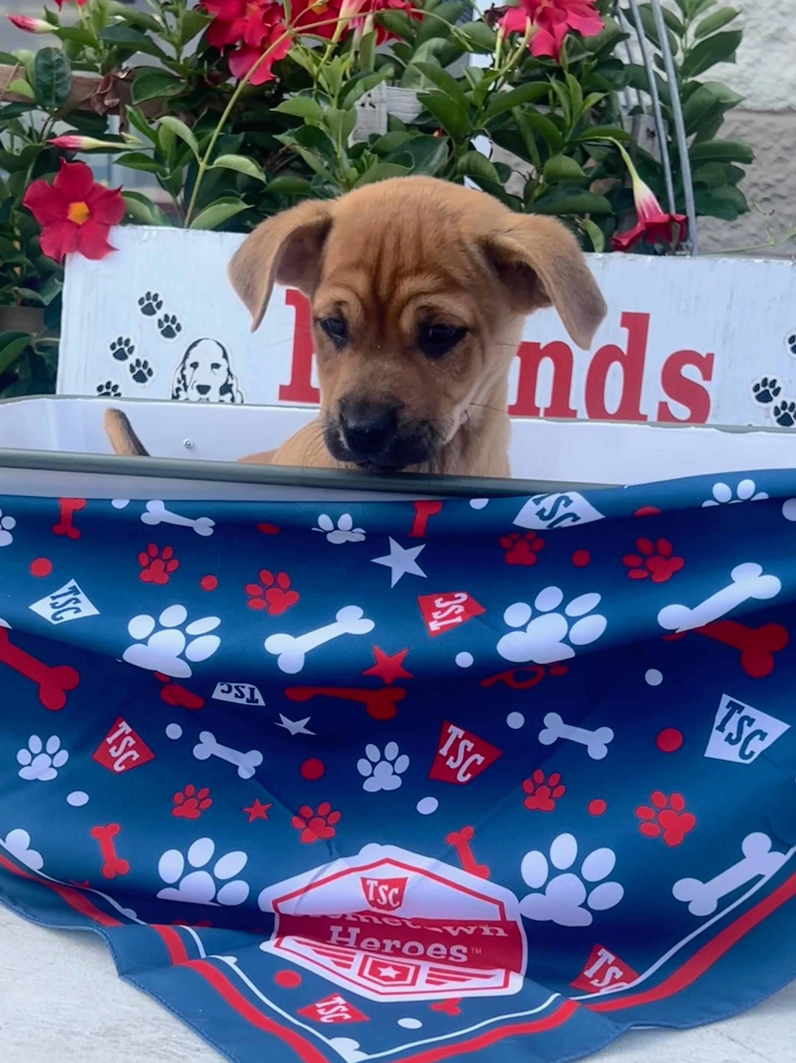 Malcolm, adopted, Puppy Male Chihuahua & Terrier.