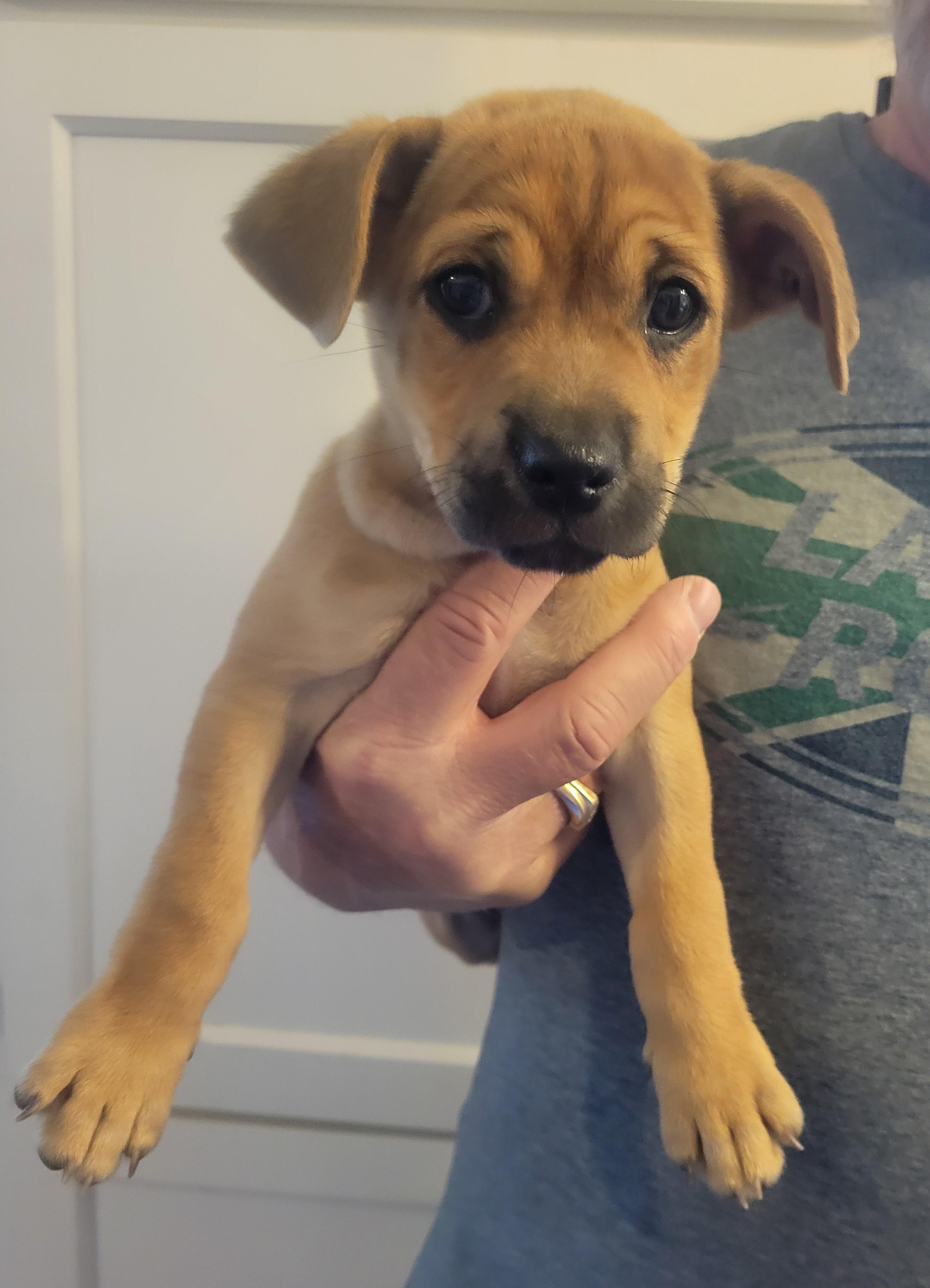 Malcolm, an adopted mixed breed in Rocky Mount, NC image 4/4