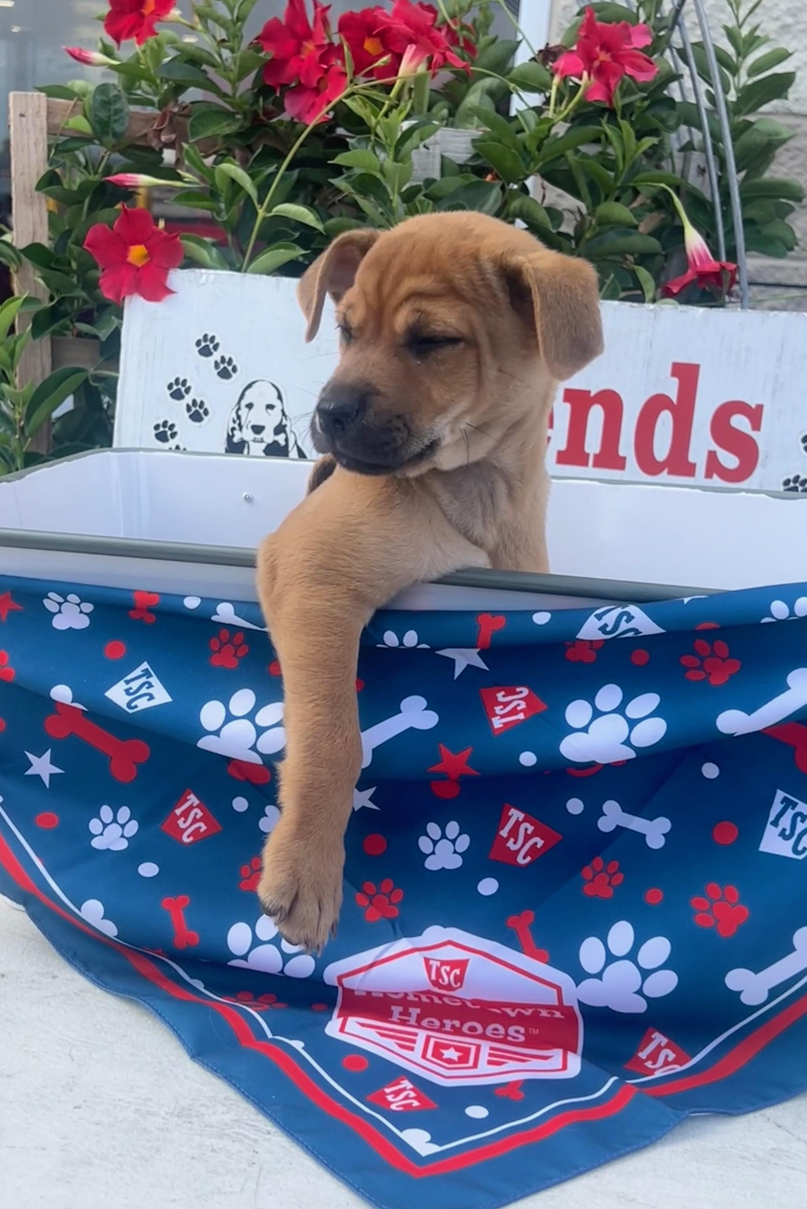 Malcolm, an adopted mixed breed in Rocky Mount, NC image 2/4