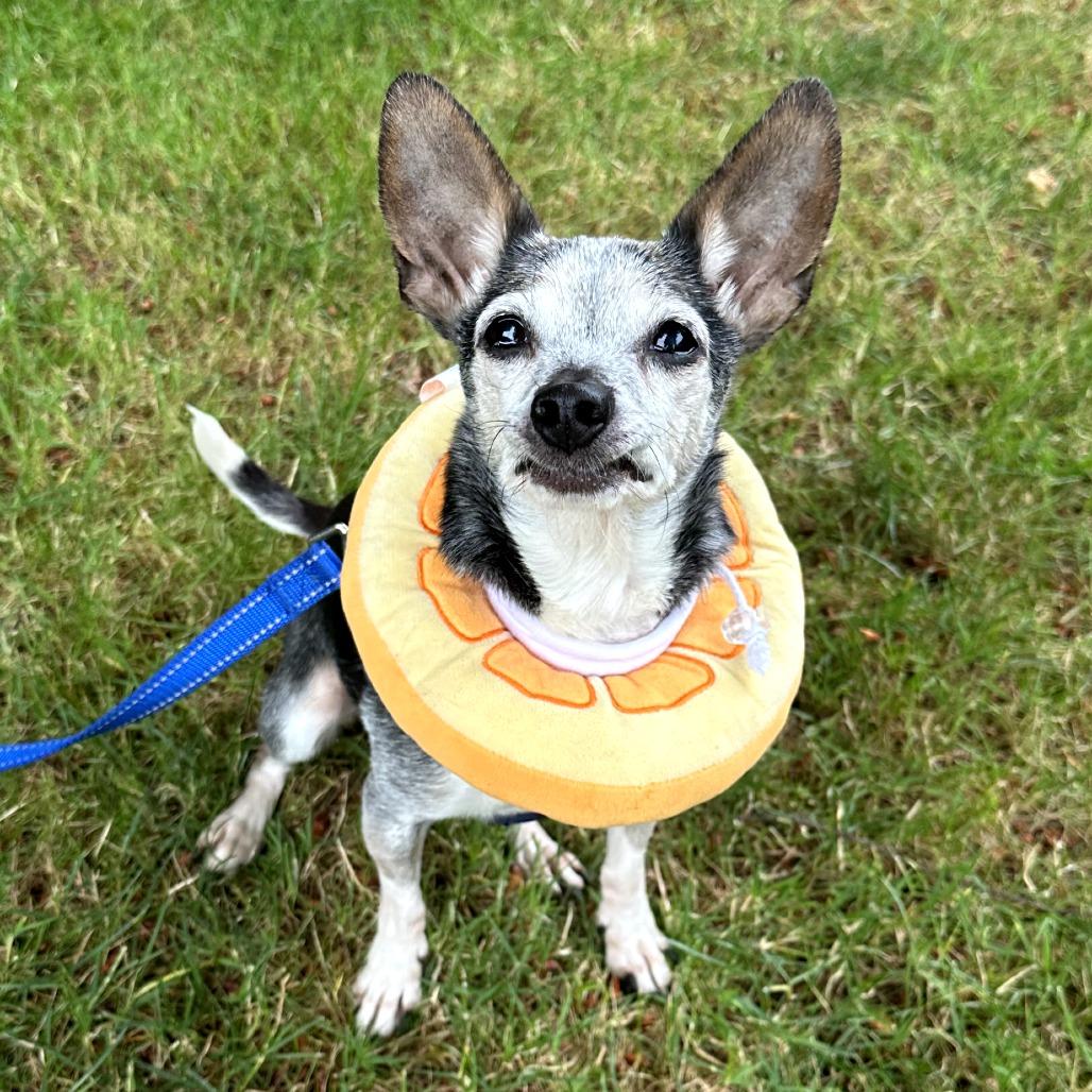 Emma, Adoptable, Senior Female Chihuahua & Dachshund.