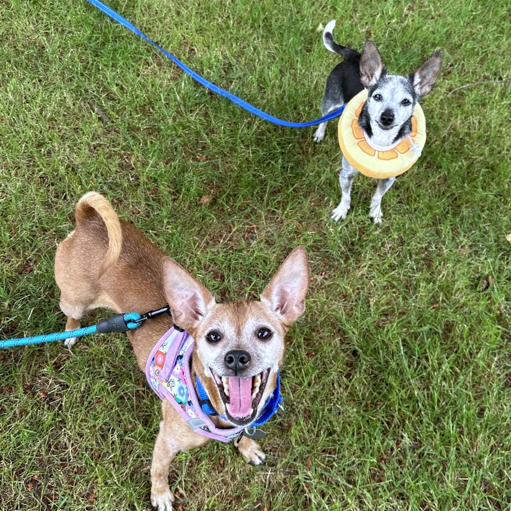 Enlarge Emma, a Adoptable mixed breed in Woodinville, WA image 2/6