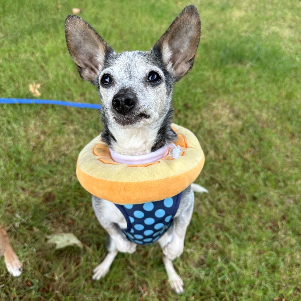 Enlarge Emma, a Adoptable mixed breed in Woodinville, WA image 4/6