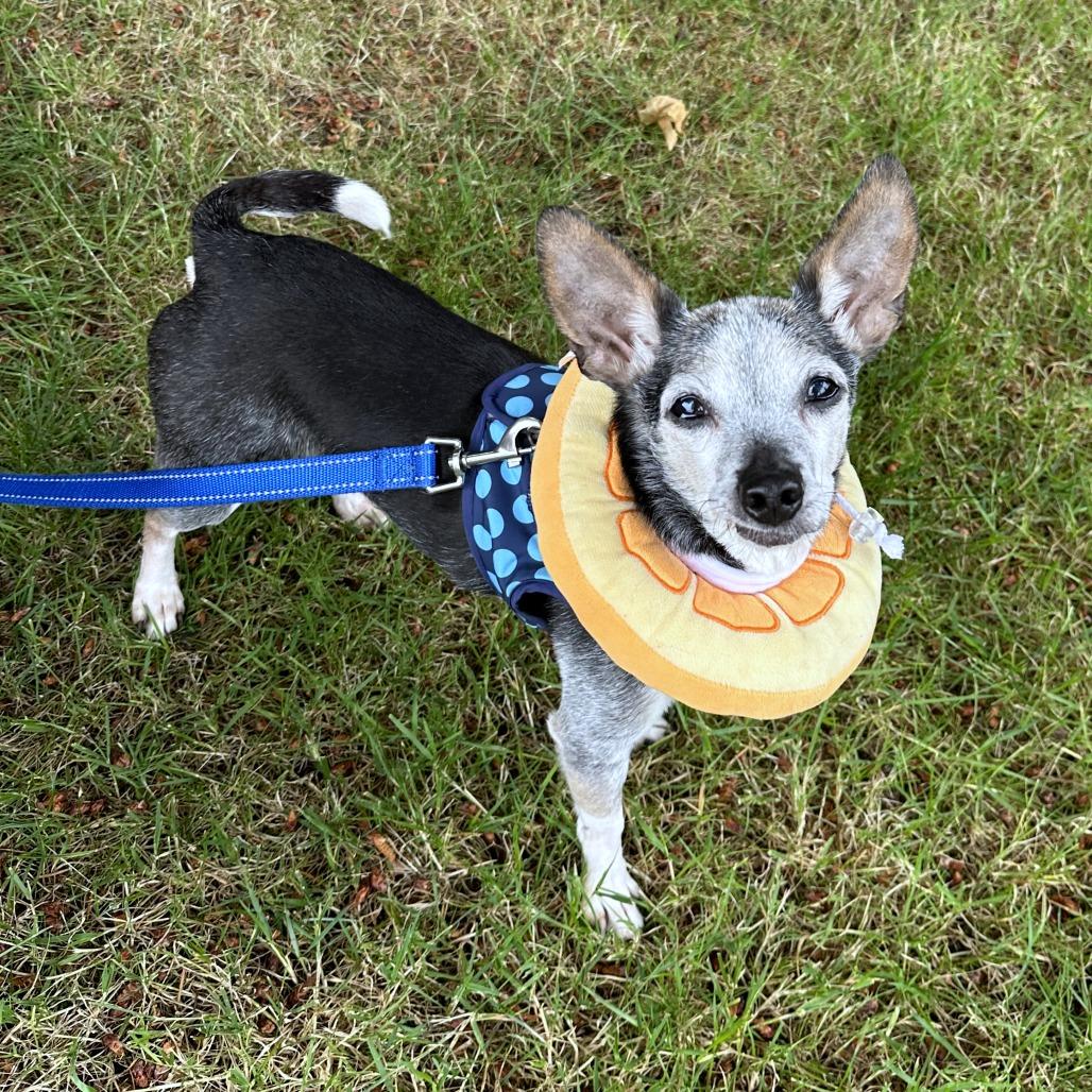 Enlarge Emma, a Adoptable mixed breed in Woodinville, WA image 5/6
