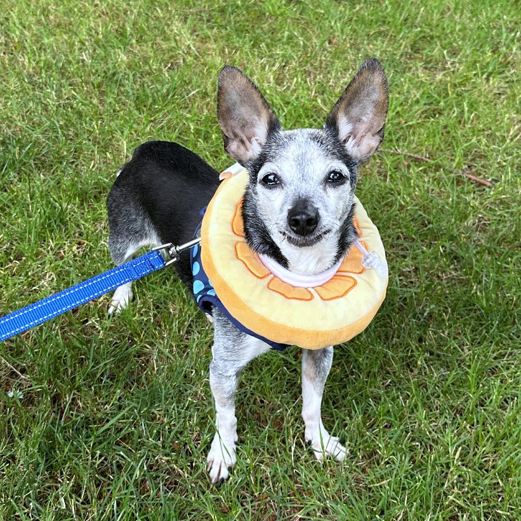 Enlarge Emma, a Adoptable mixed breed in Woodinville, WA image 6/6