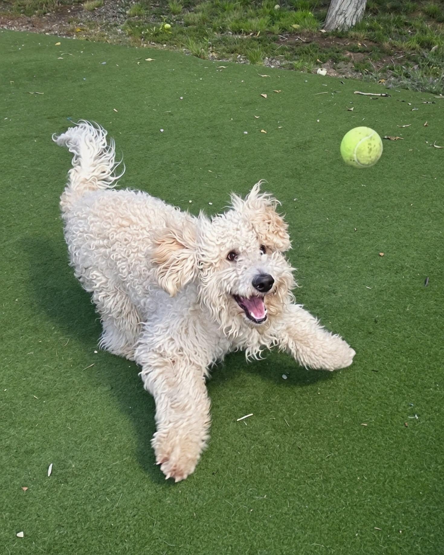 Enlarge Bentley, a Adoptable Goldendoodle in Jackson, WY image 1/1