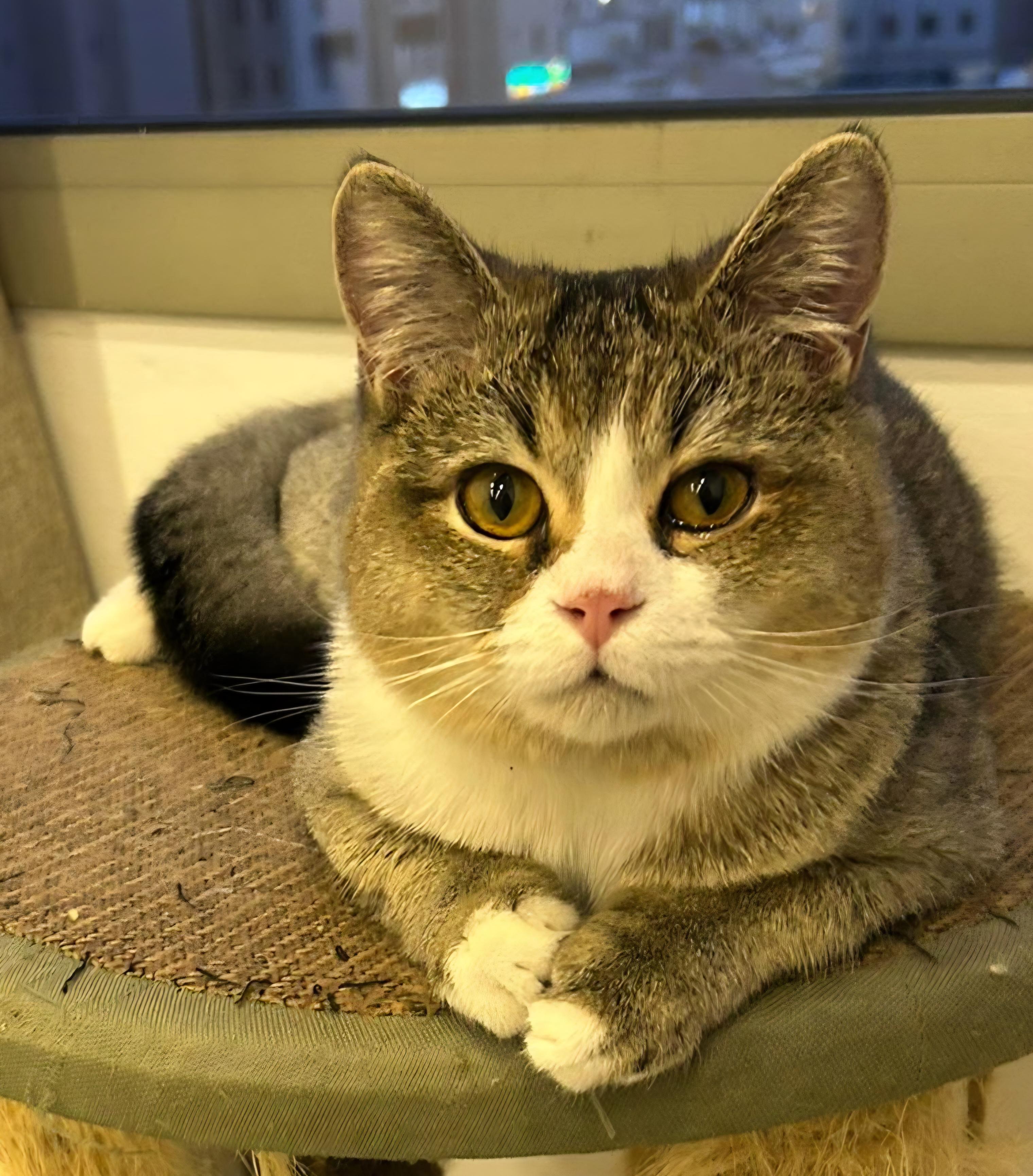 Enlarge Tommy, a Adoptable Domestic Short Hair in Snow Hill, MD image 2/6