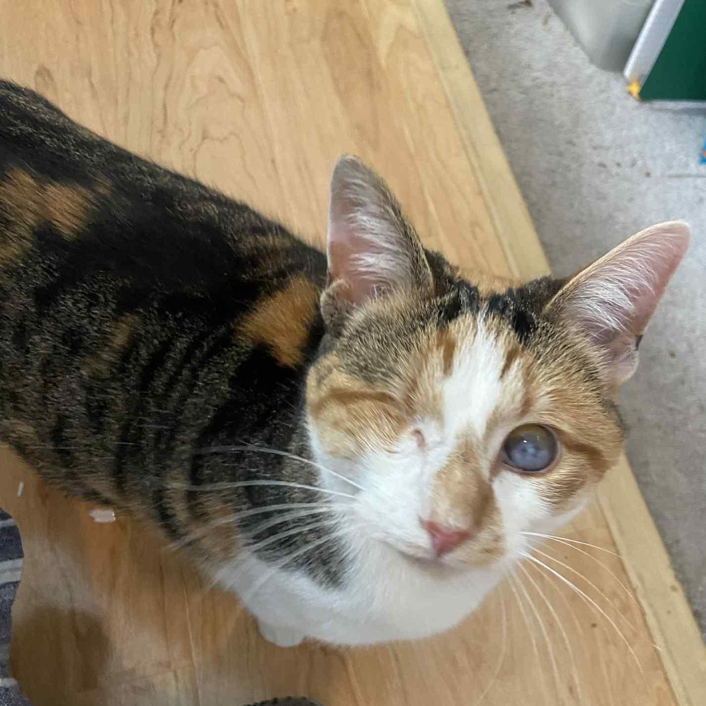 Padiddle *Energetic & Social*