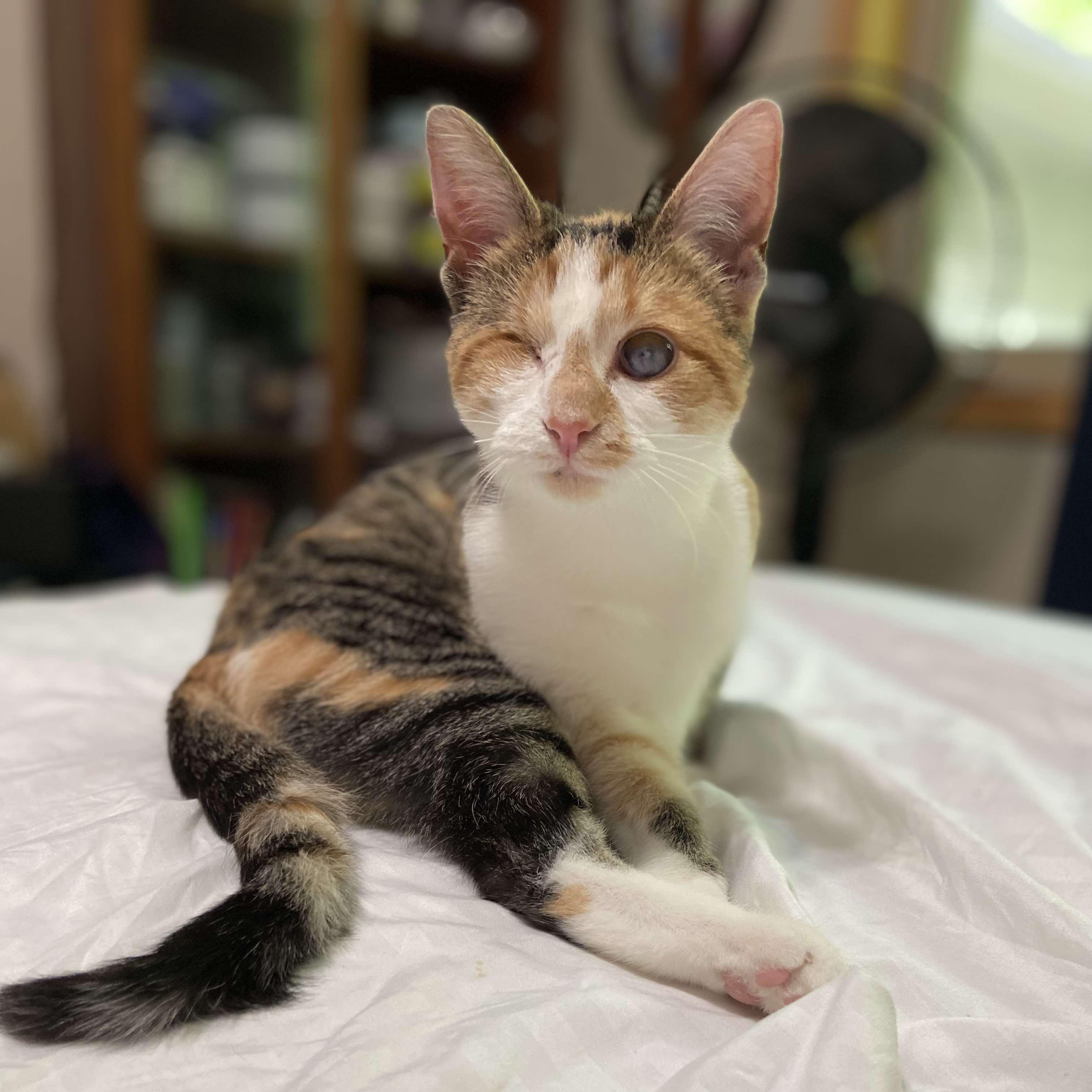 Padiddle *Energetic & Social*