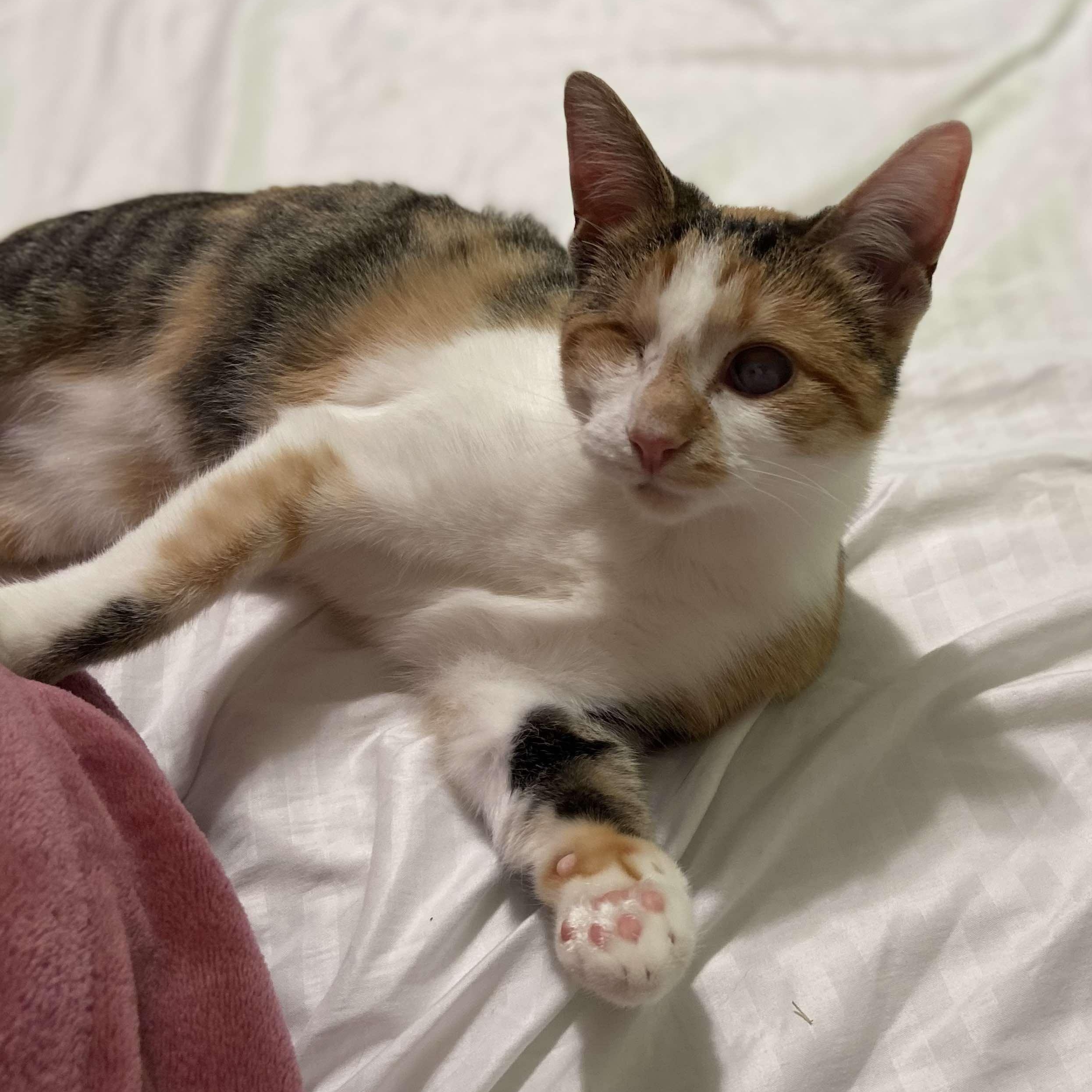 Padiddle *Energetic & Social*