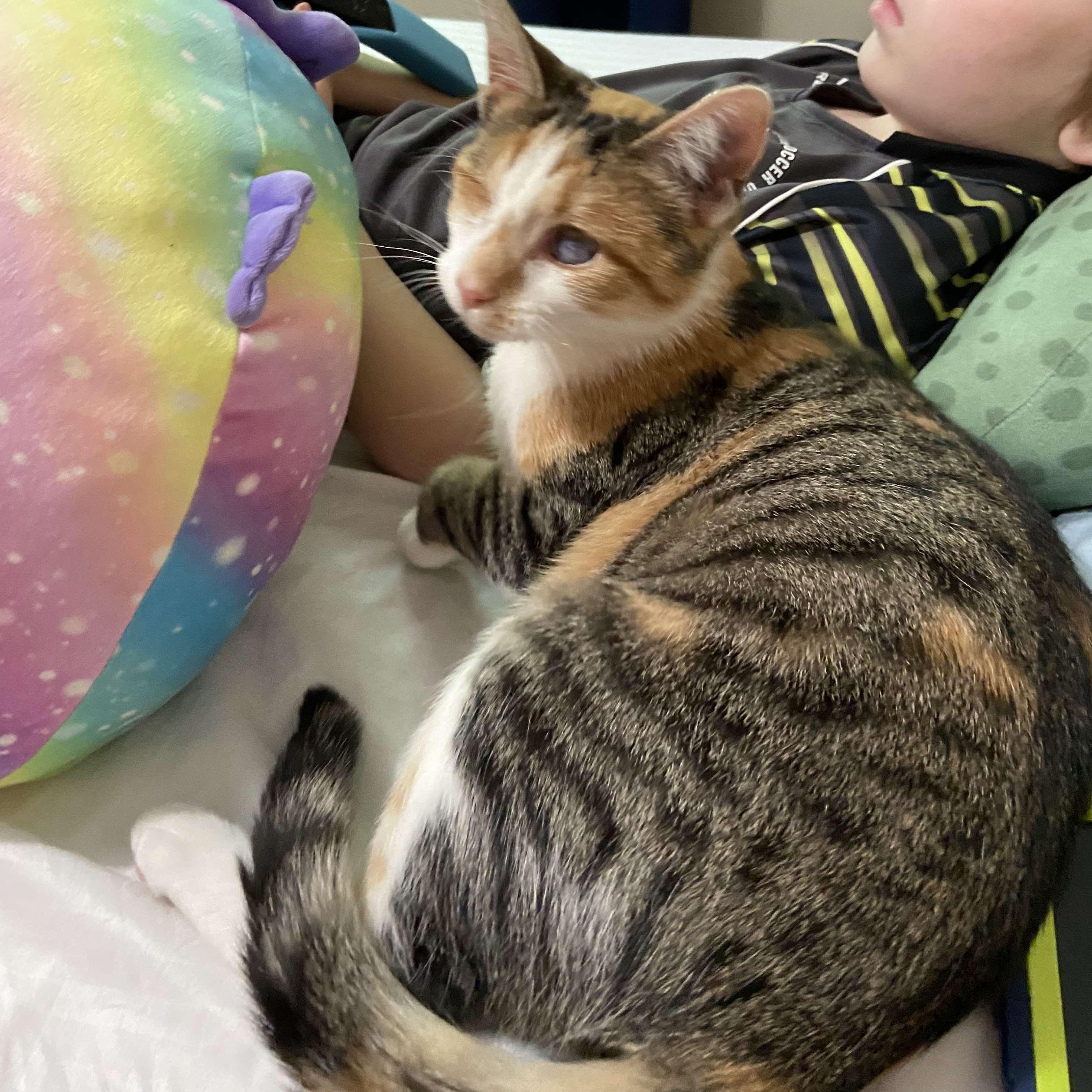 Padiddle *Energetic & Social*