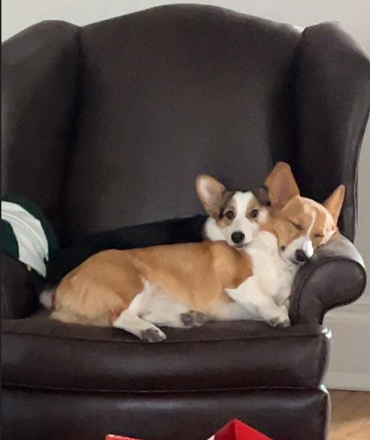 AZULA & JUNO, an adoptable Pembroke Welsh Corgi in Lincoln, NE image 4/4