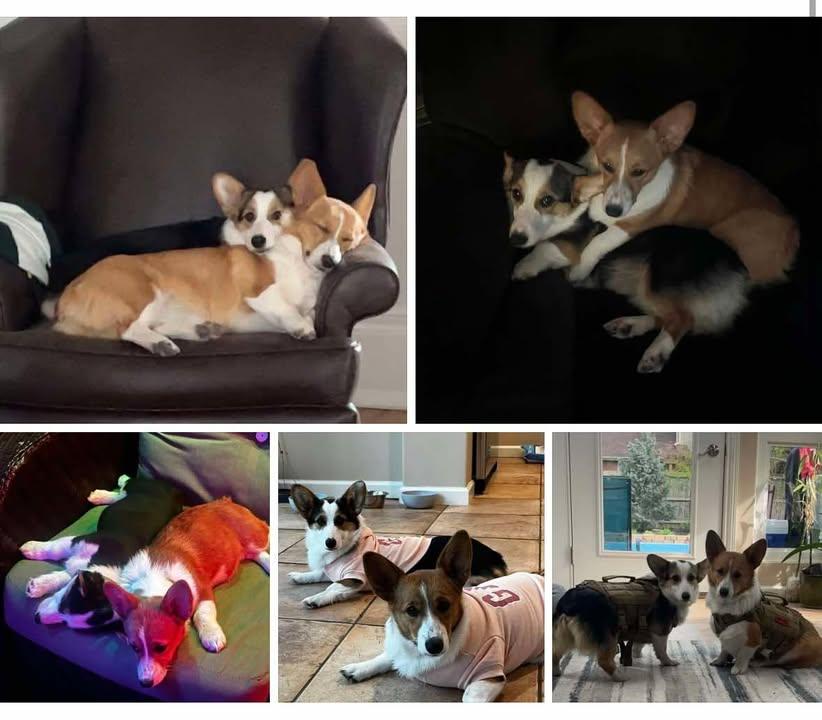 AZULA & JUNO, an adoptable Pembroke Welsh Corgi in Lincoln, NE image 3/4