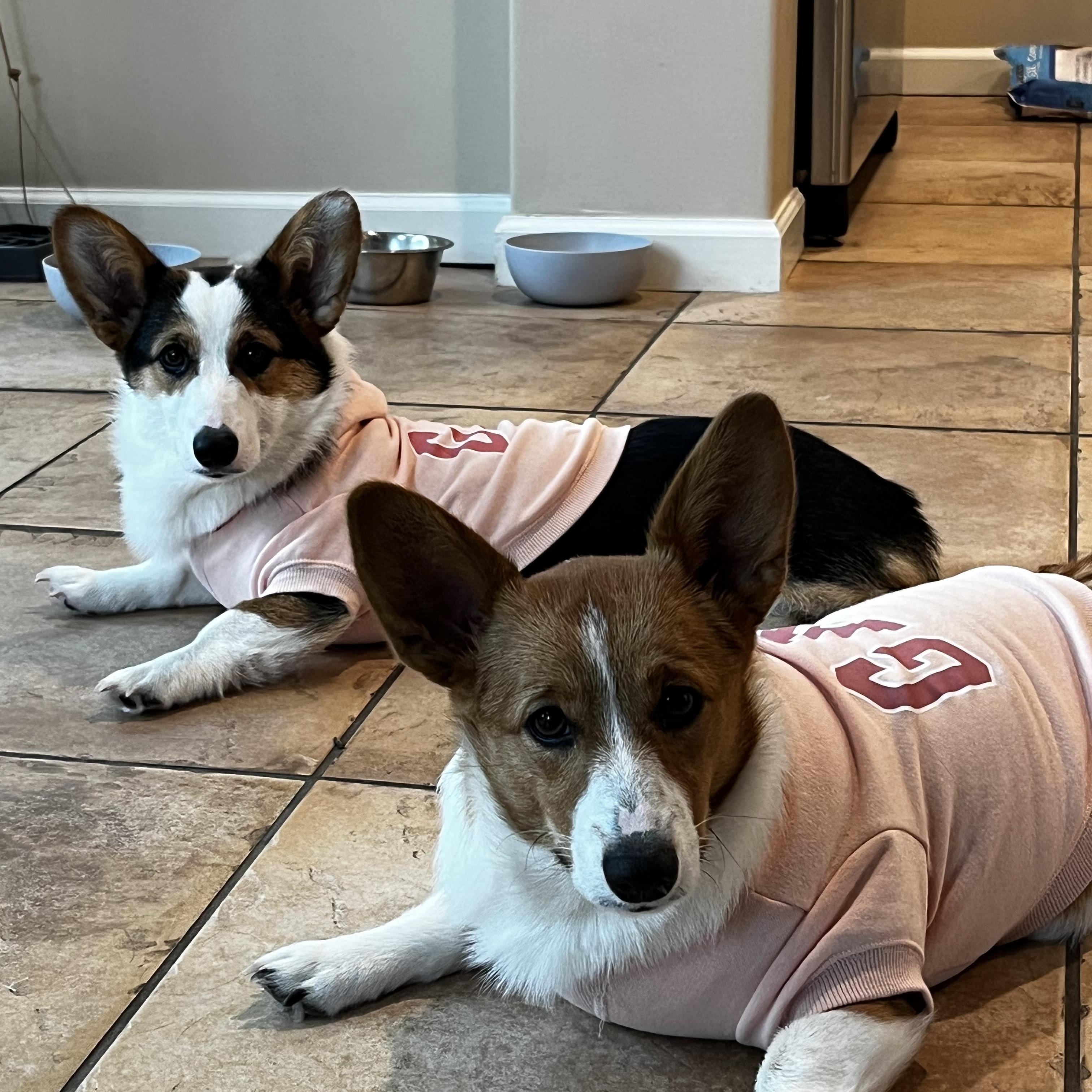 AZULA & JUNO, adoptable, Adult Female Pembroke Welsh Corgi.