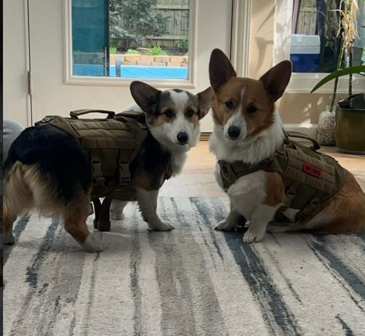 AZULA & JUNO, an adoptable Pembroke Welsh Corgi in Lincoln, NE image 2/4