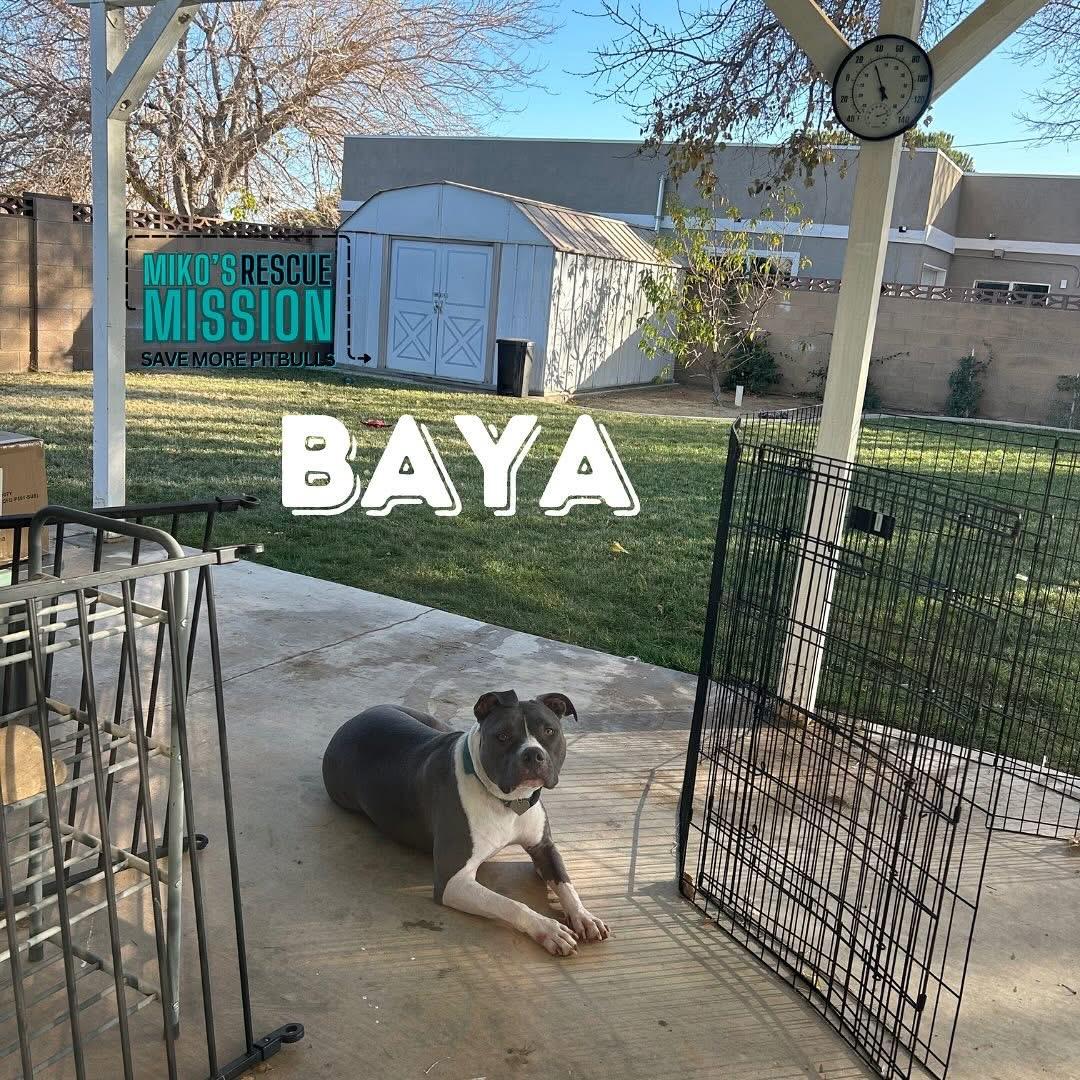 Enlarge Baya, a ADOPTABLE mixed breed in Rancho Palos Verdes, CA image 1/3