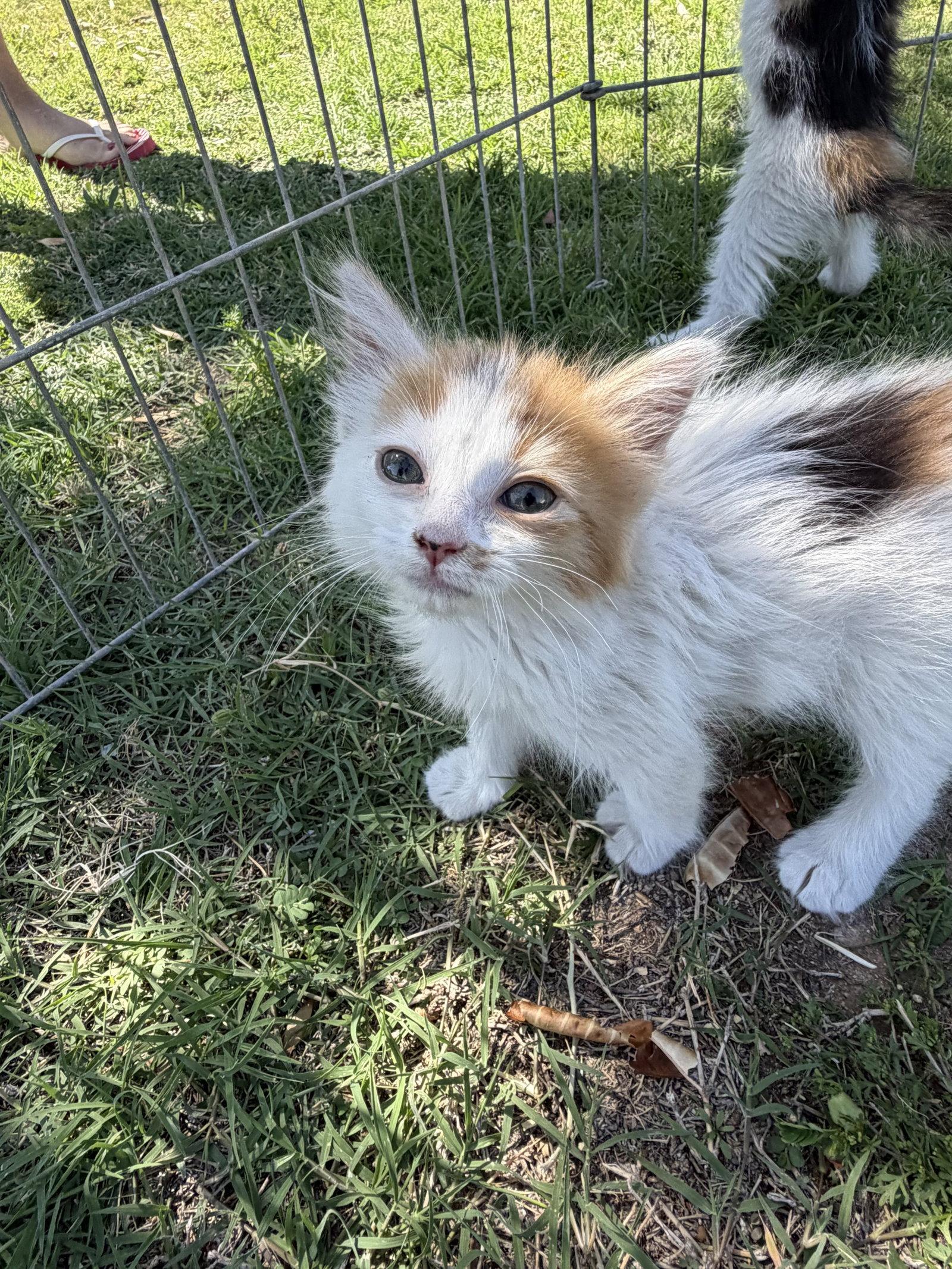 Pretzel, Adoptable, Kitten Female Domestic Short Hair.