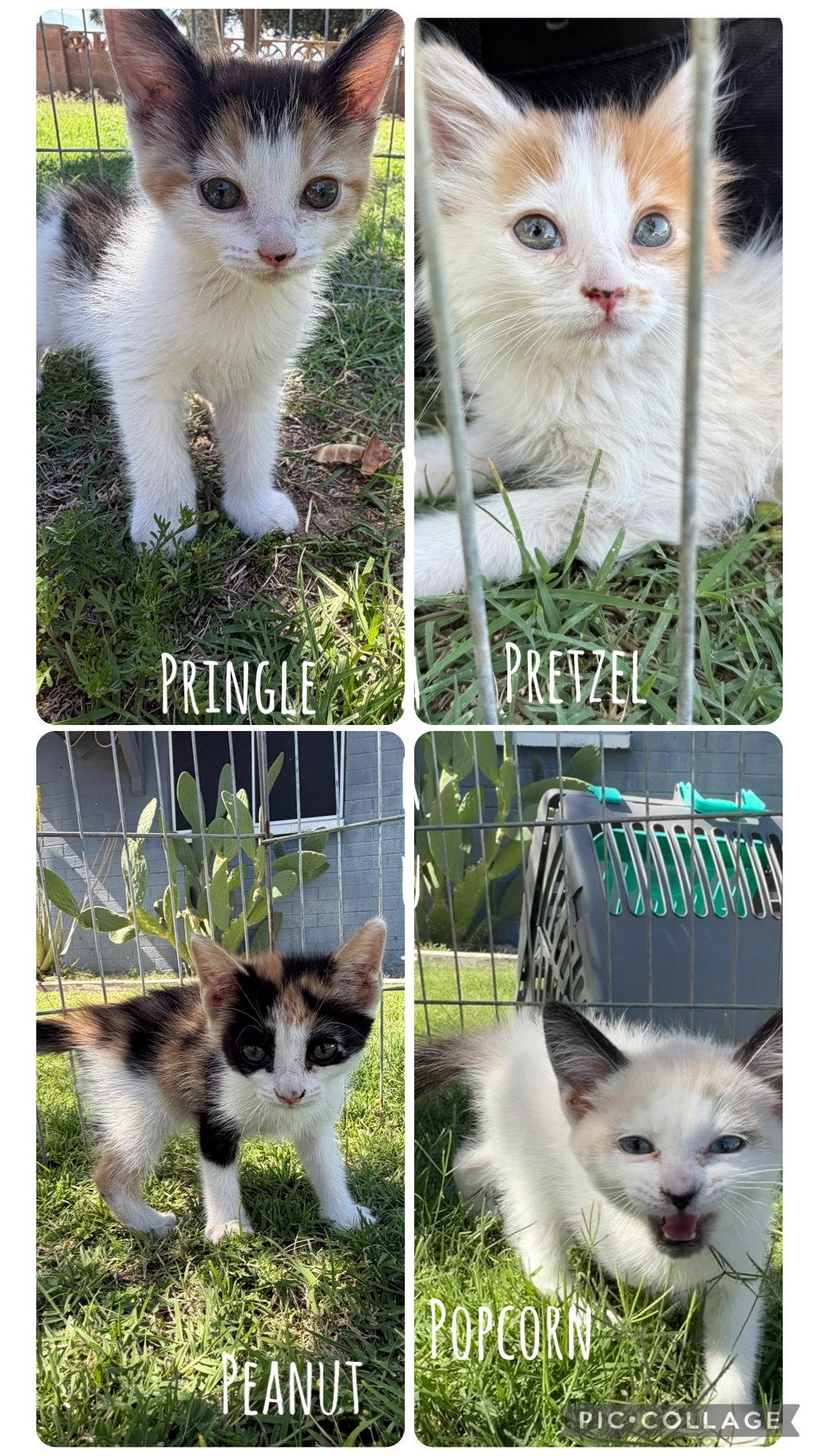 Enlarge Pretzel, a Adoptable Domestic Short Hair in Queen Creek, AZ image 2/3