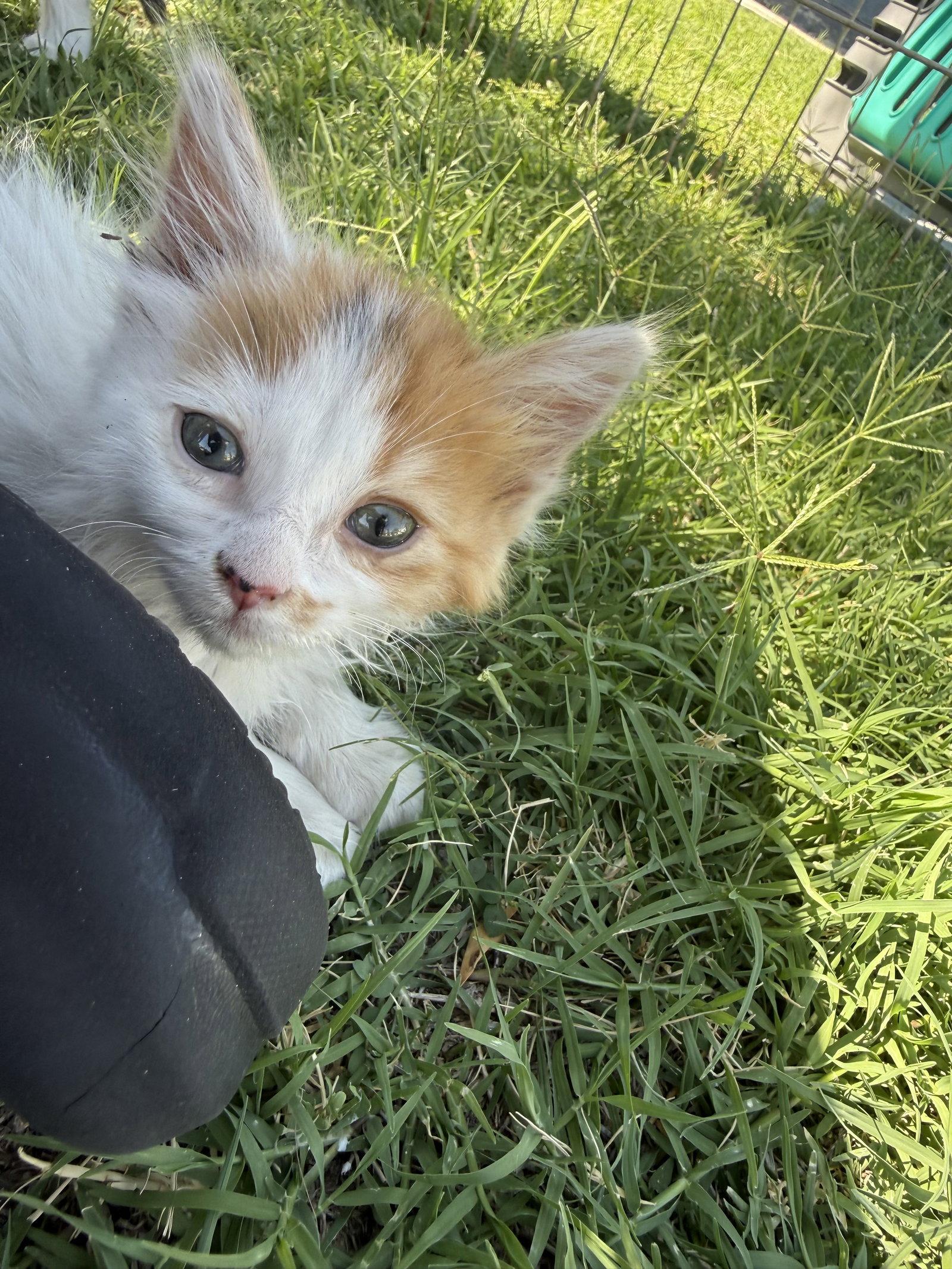 Enlarge Pretzel, a Adoptable Domestic Short Hair in Queen Creek, AZ image 3/3