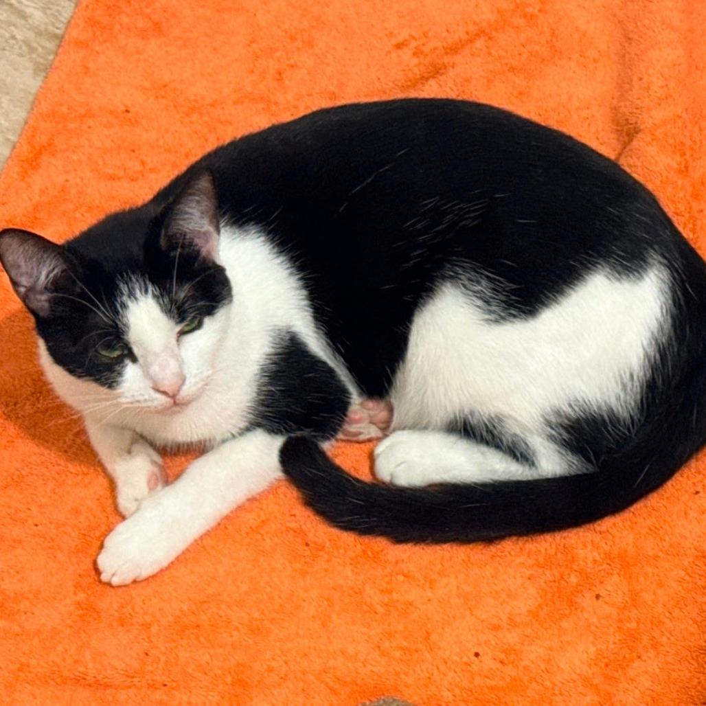 Josie, Adoptable, Young Female Domestic Short Hair.