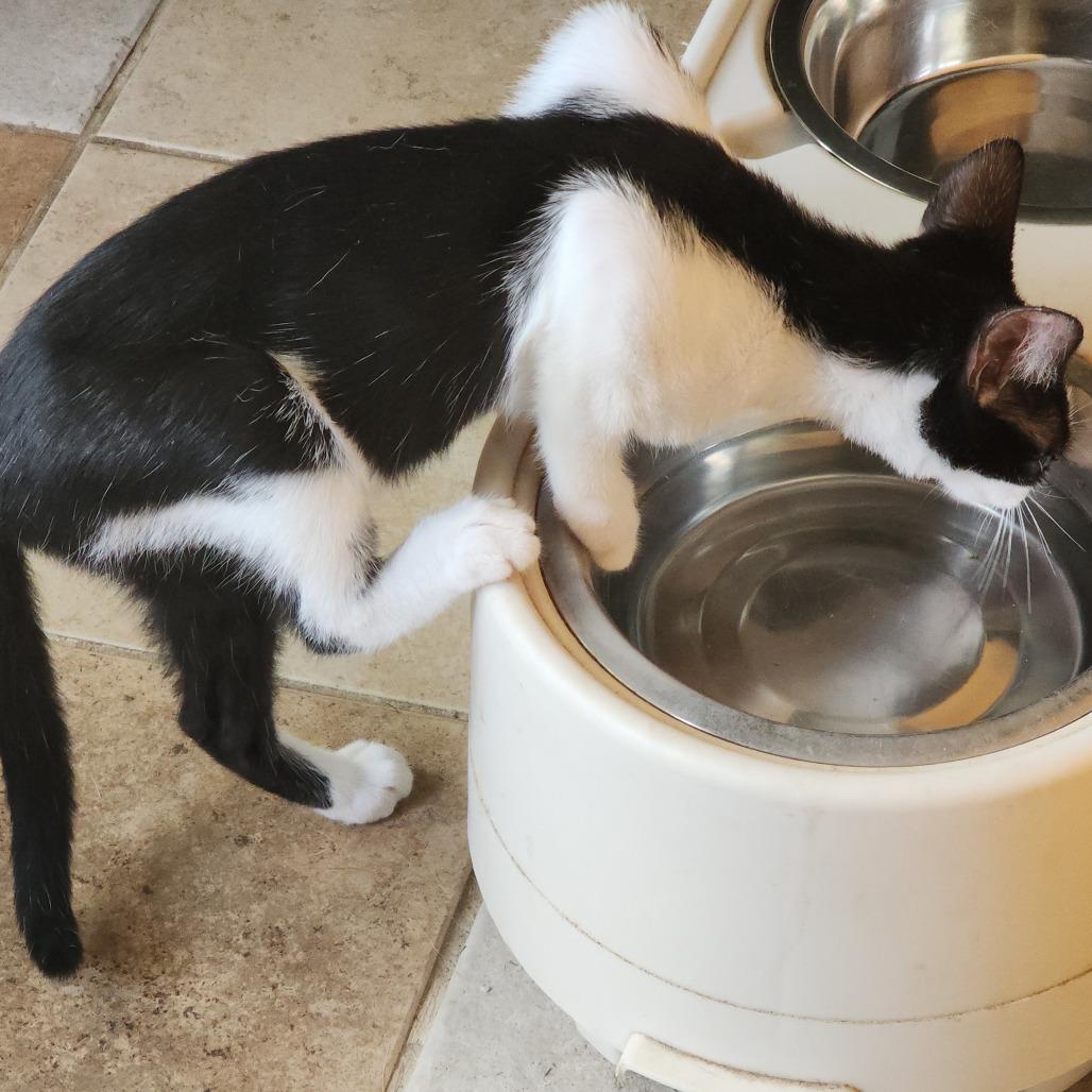 Enlarge Josie, a Adoptable Domestic Short Hair in Williston, FL image 2/5