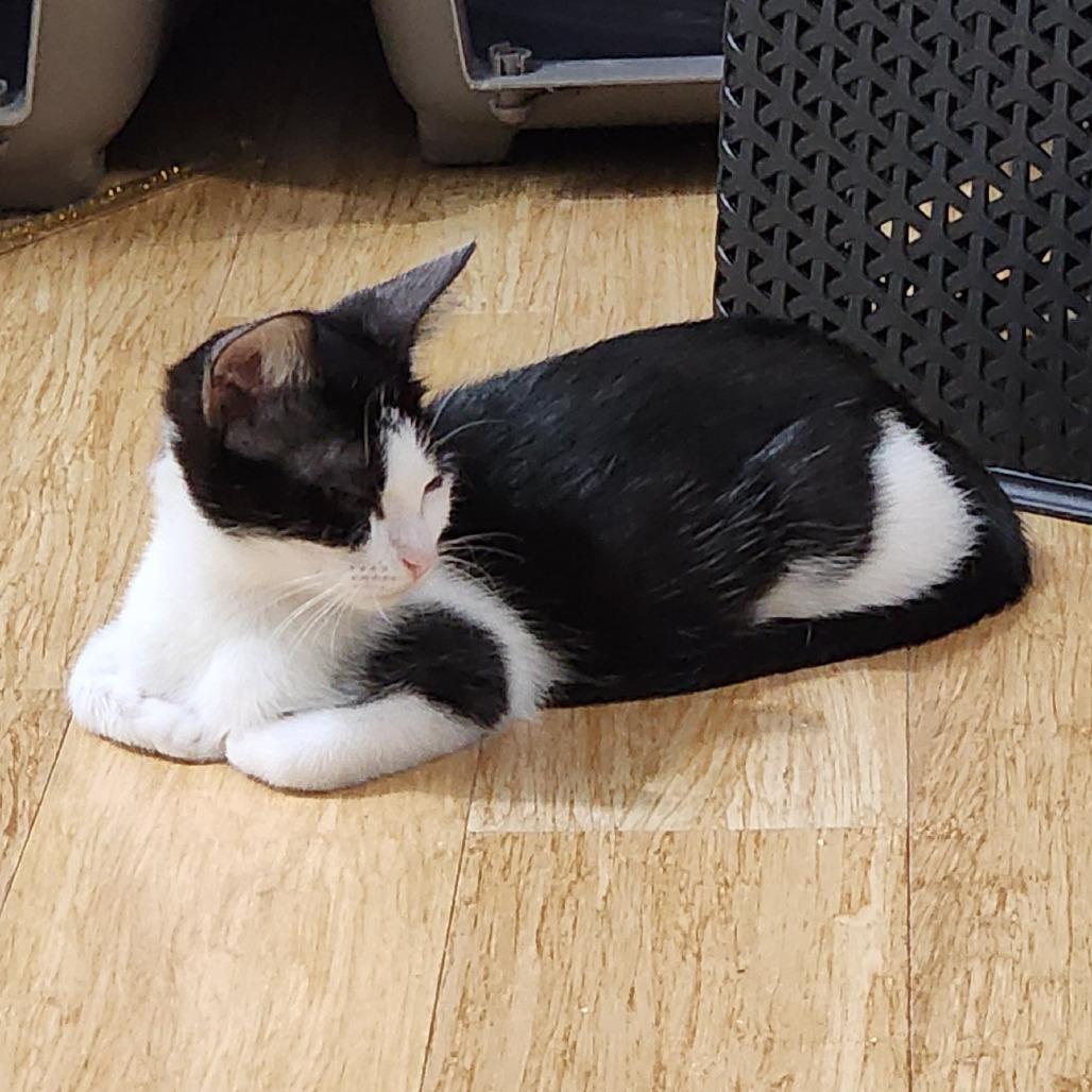 Enlarge Josie, a Adoptable Domestic Short Hair in Williston, FL image 3/5