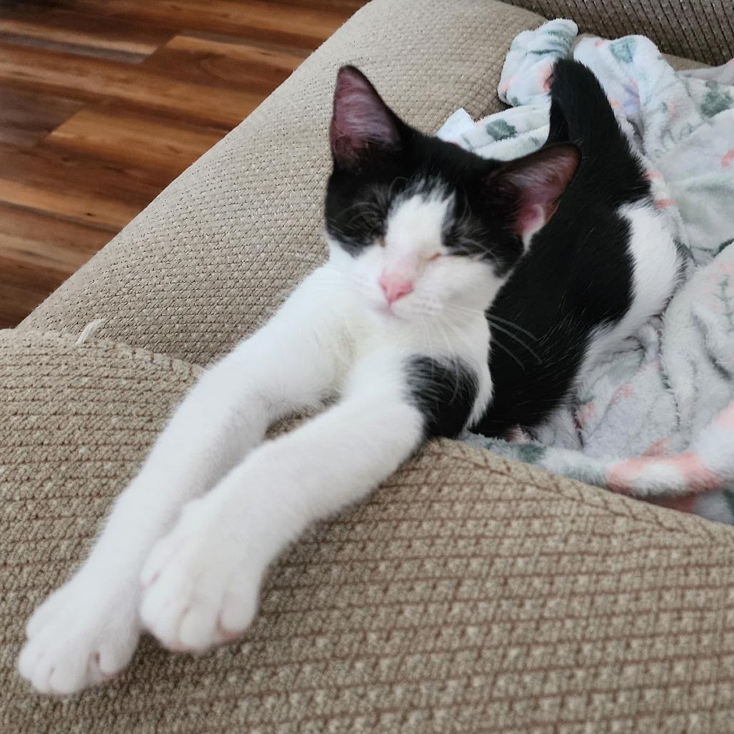 Enlarge Josie, a Adoptable Domestic Short Hair in Williston, FL image 4/5