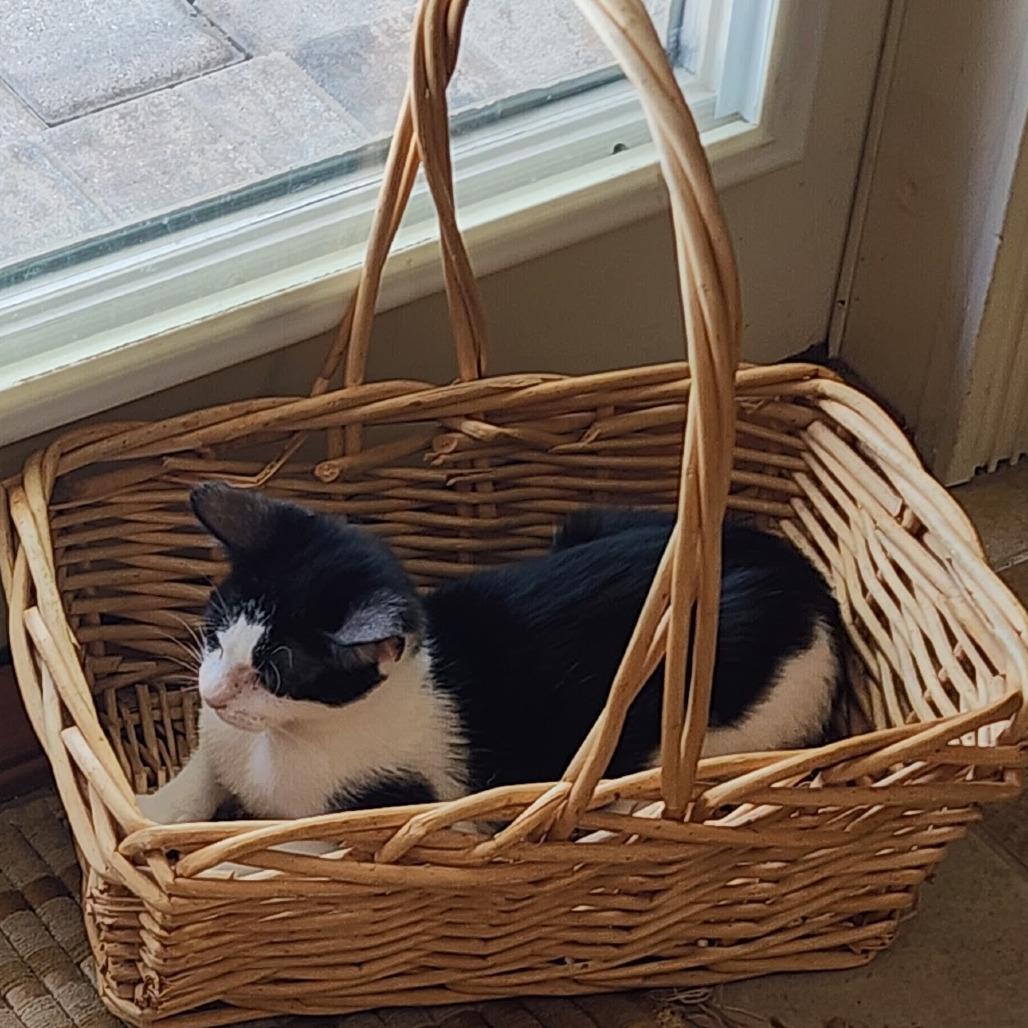 Enlarge Josie, a Adoptable Domestic Short Hair in Williston, FL image 5/5