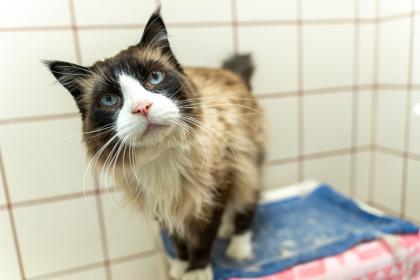 Marvin, a Adoptable mixed breed in Coon Rapids, MN image 1/3