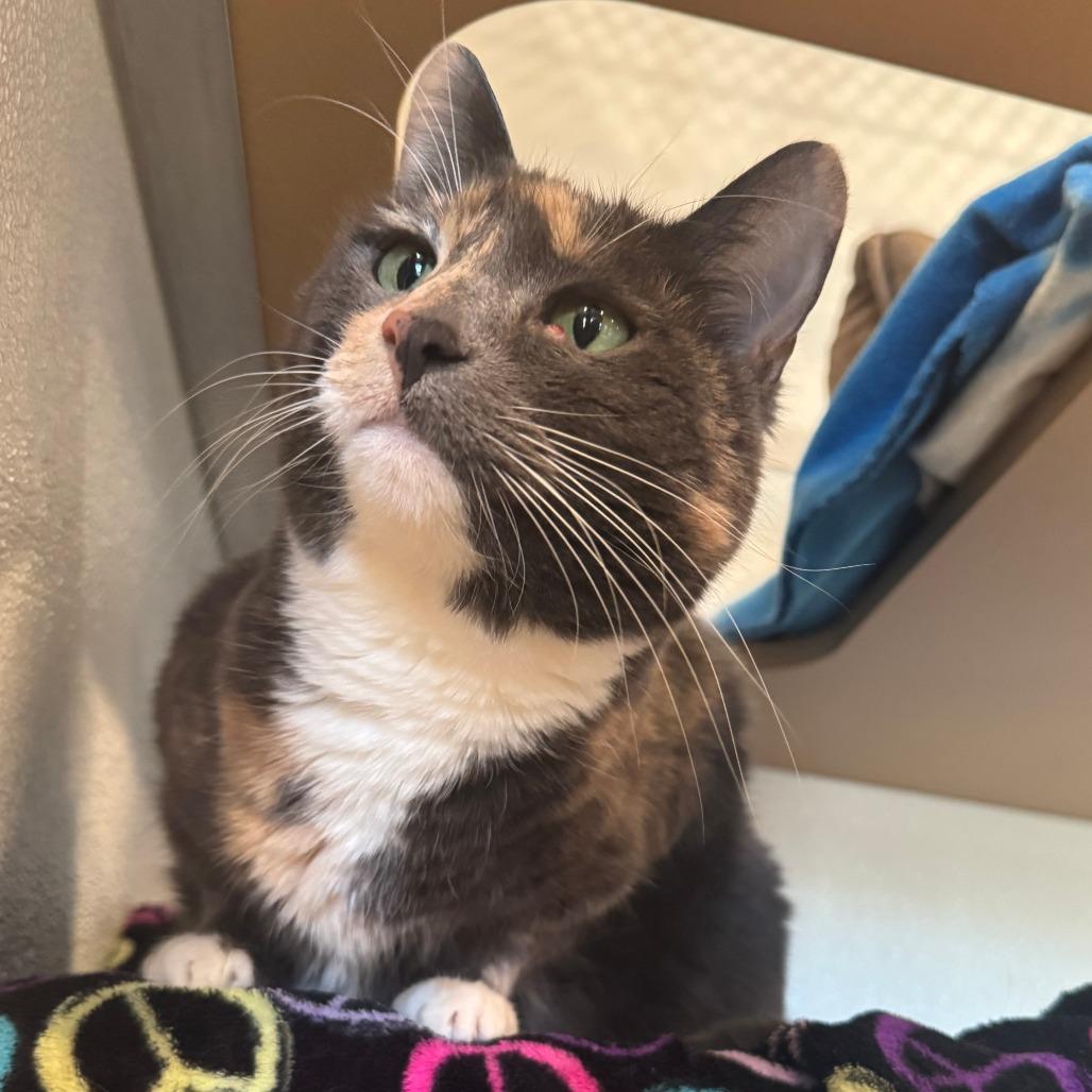 Sassy, Adoptable, Adult Female Domestic Short Hair.