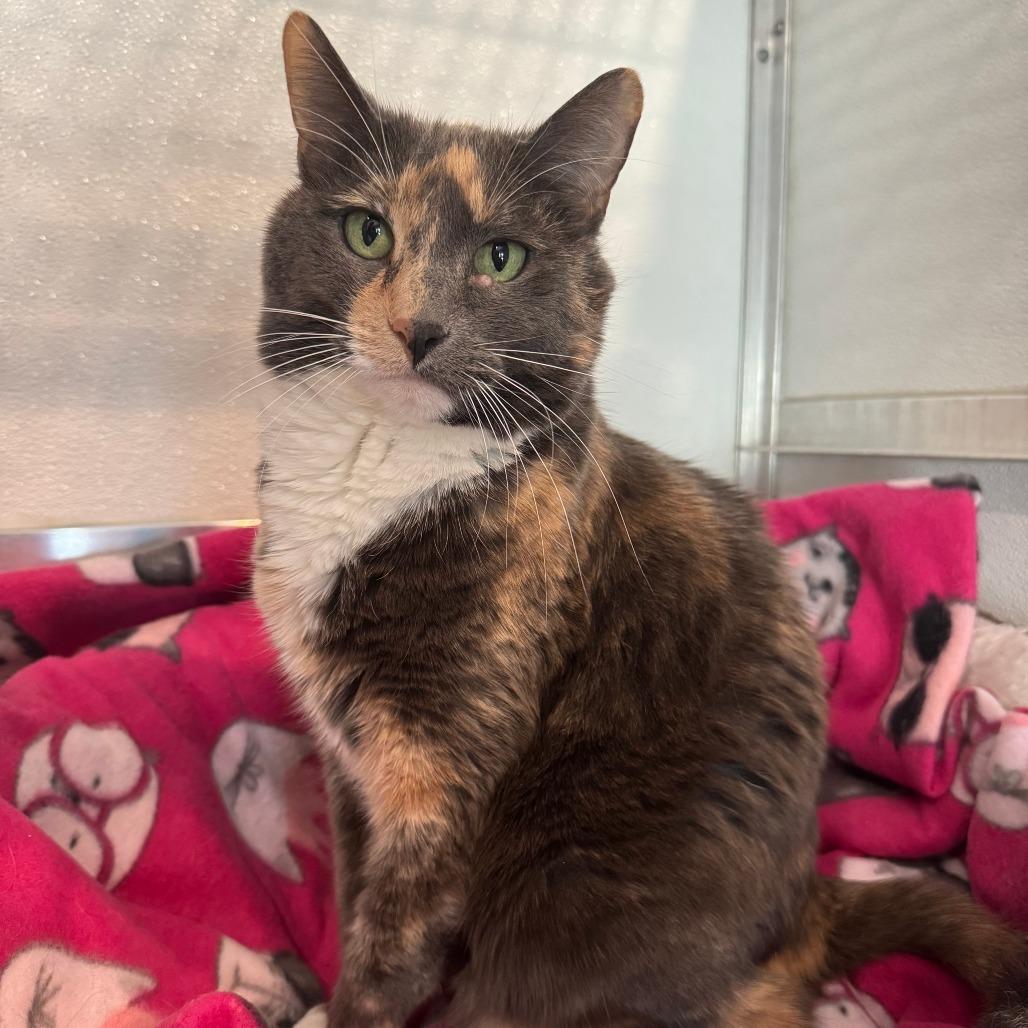 Sassy, a Adoptable Domestic Short Hair in Saint Charles, MO image 2/4