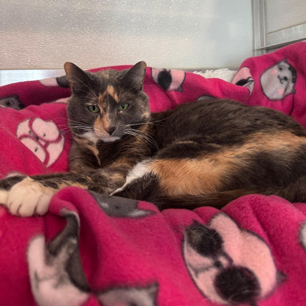 Sassy, a Adoptable Domestic Short Hair in Saint Charles, MO image 3/4