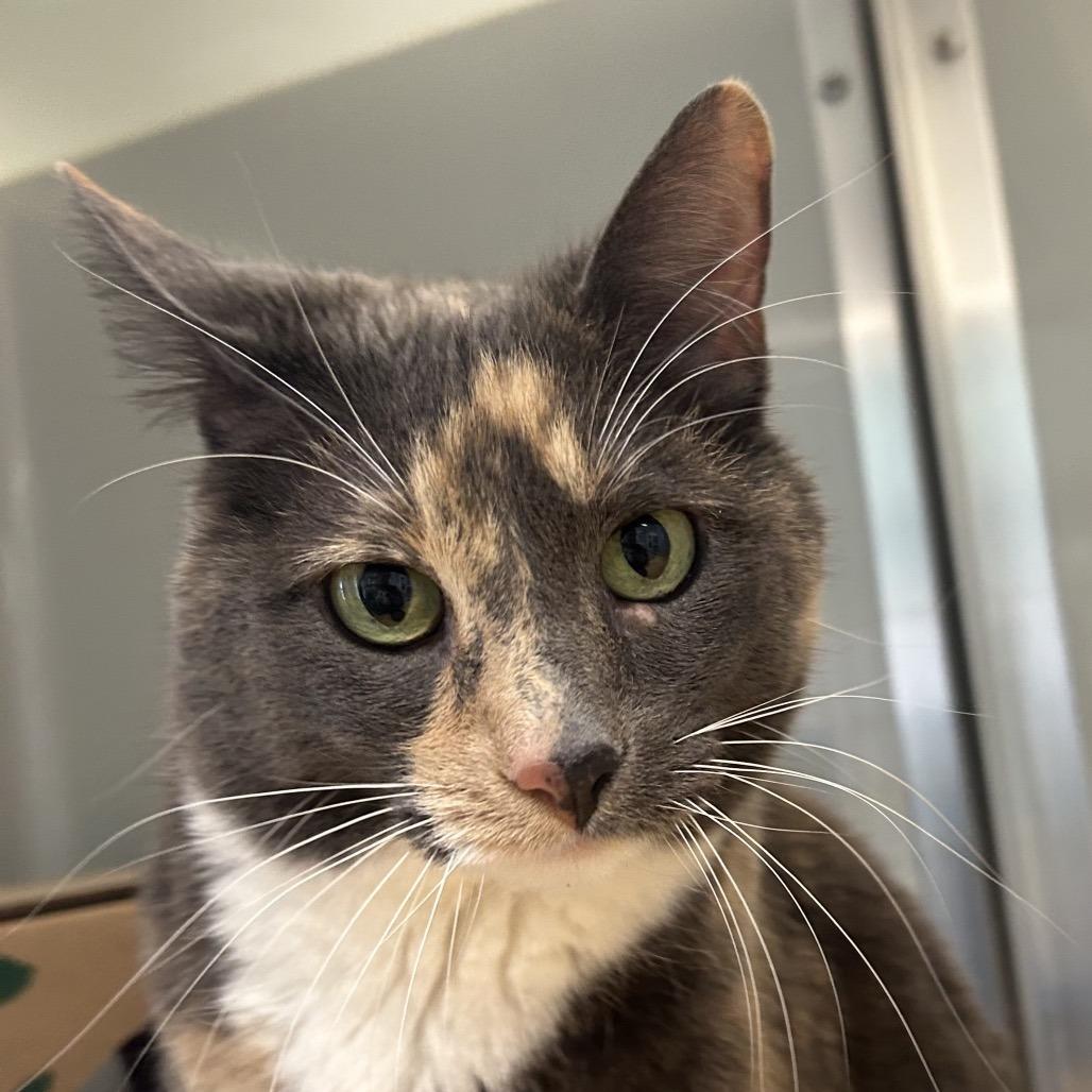 Sassy, a Adoptable Domestic Short Hair in Saint Charles, MO image 4/4