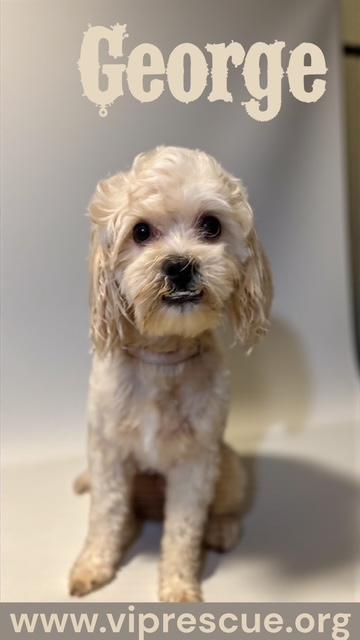 Gorgeous George / Redington Beach