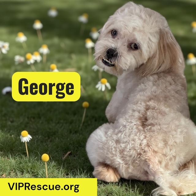 Gorgeous George / Redington Beach