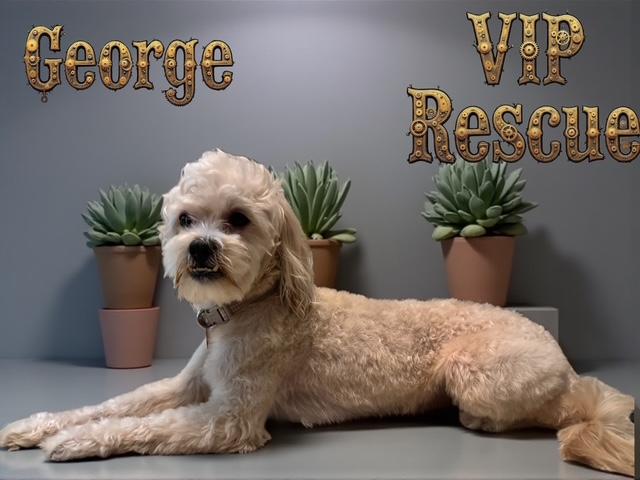 Gorgeous George / Redington Beach