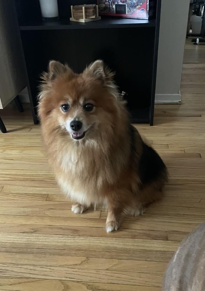 Enlarge Chow Chow, a Adoptable mixed breed in Cheektowaga, NY image 1/3