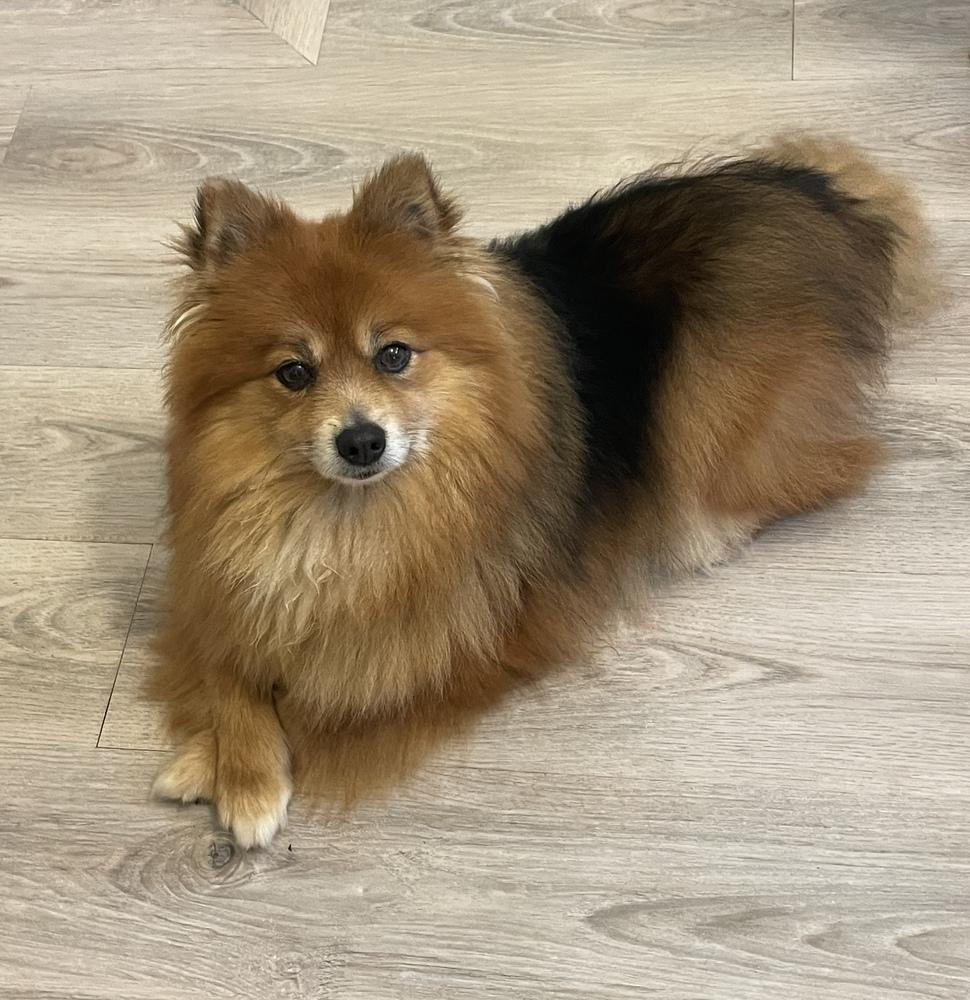 Enlarge Chow Chow, a Adoptable mixed breed in Cheektowaga, NY image 2/3