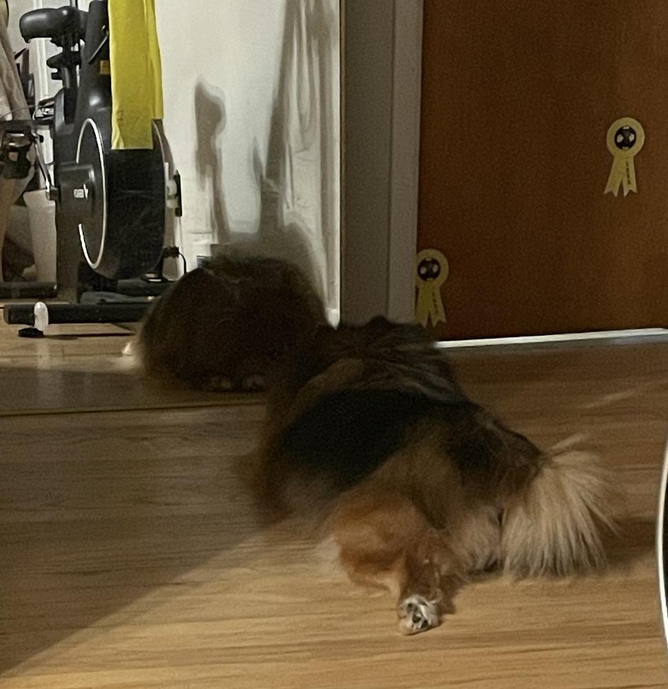 Enlarge Chow Chow, a Adoptable mixed breed in Cheektowaga, NY image 3/3