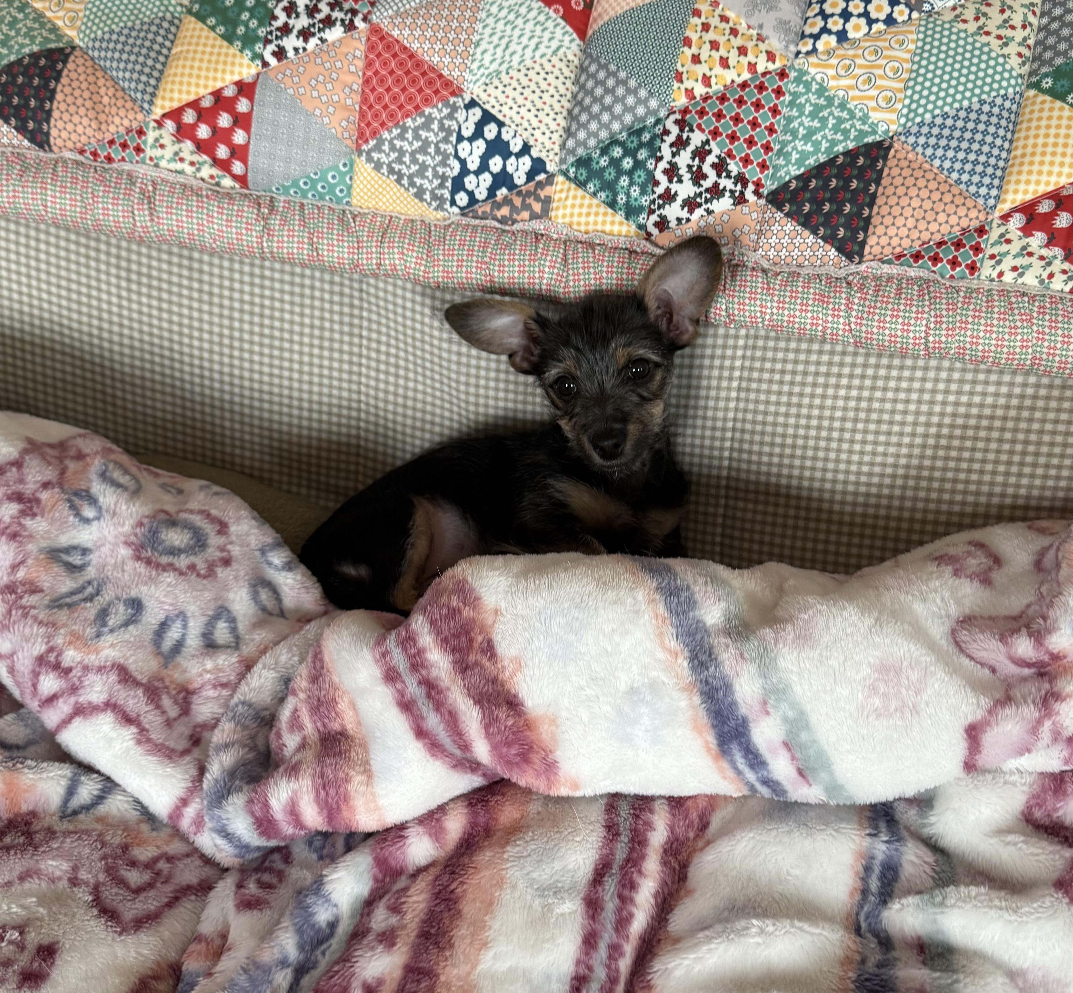 Photo of Izzie