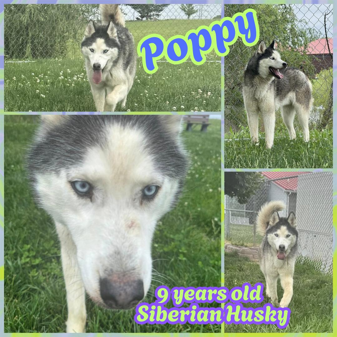 Enlarge Poppy, a ADOPTABLE Siberian Husky in Franklin, IN image 1/1