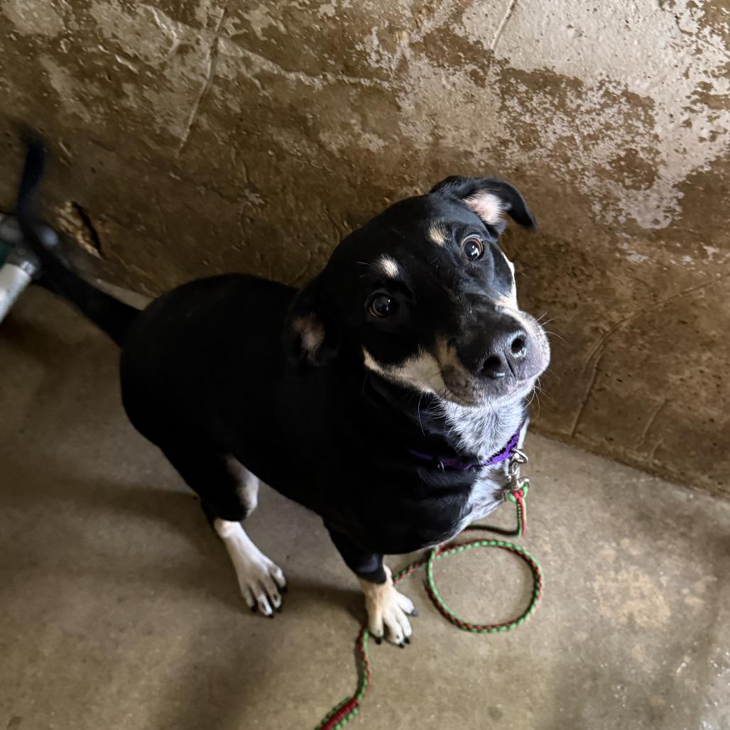 Evergreen thumbnail 2