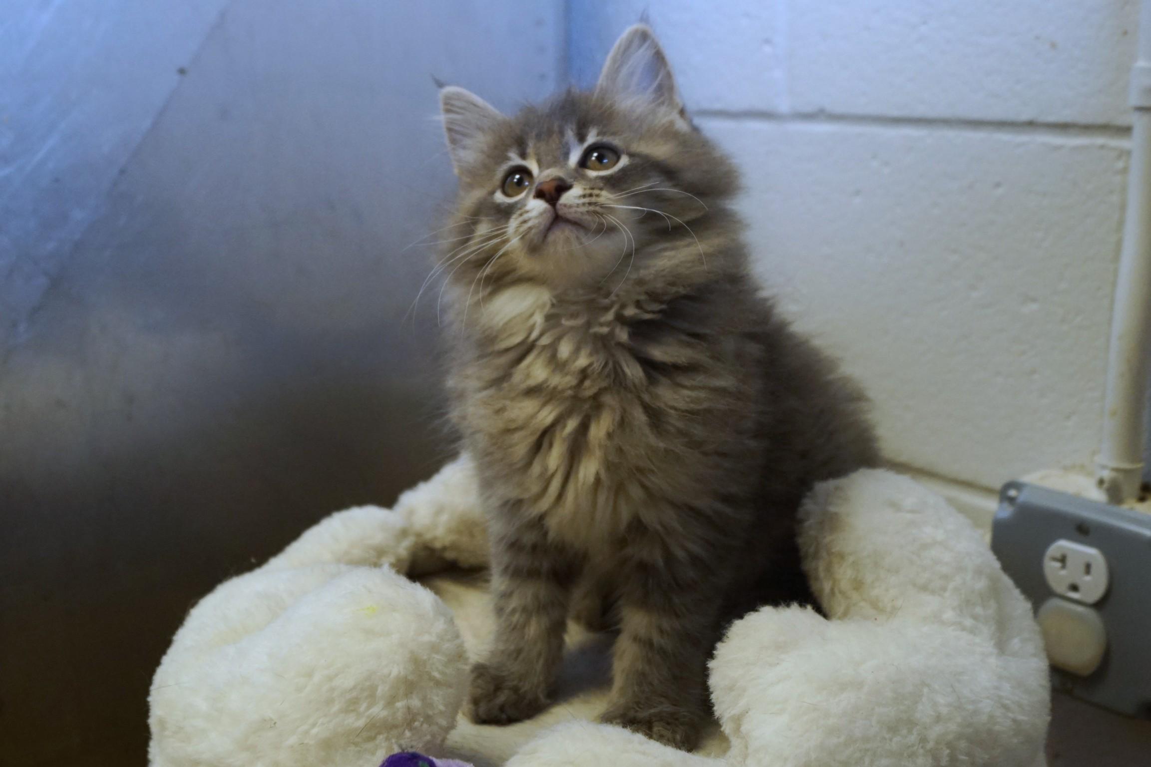 Kitten 26-3 B DLH, an adopted Domestic Long Hair in New Milford, CT image 5/6