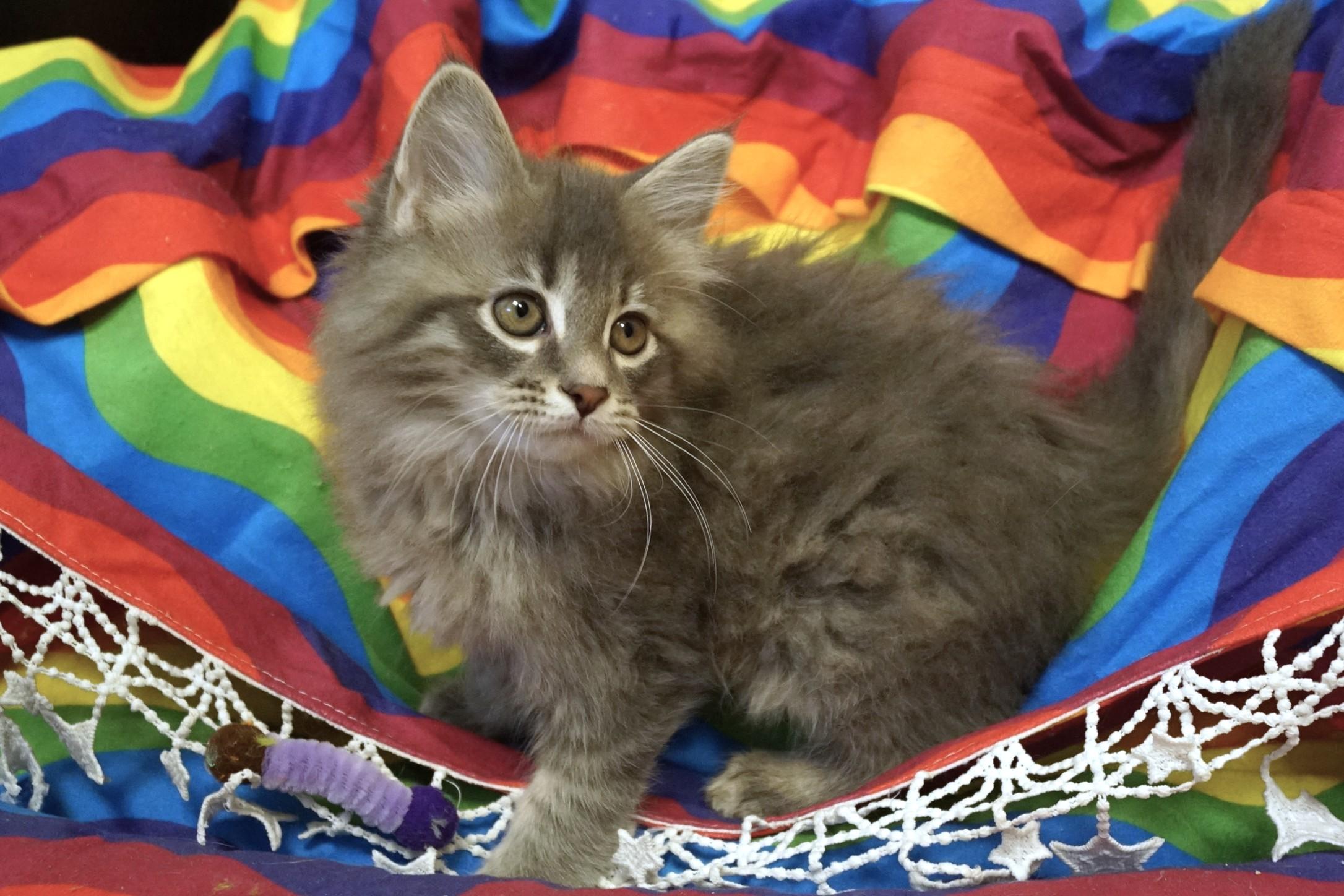 Kitten 26-3 B DLH, an adopted Domestic Long Hair in New Milford, CT image 4/6