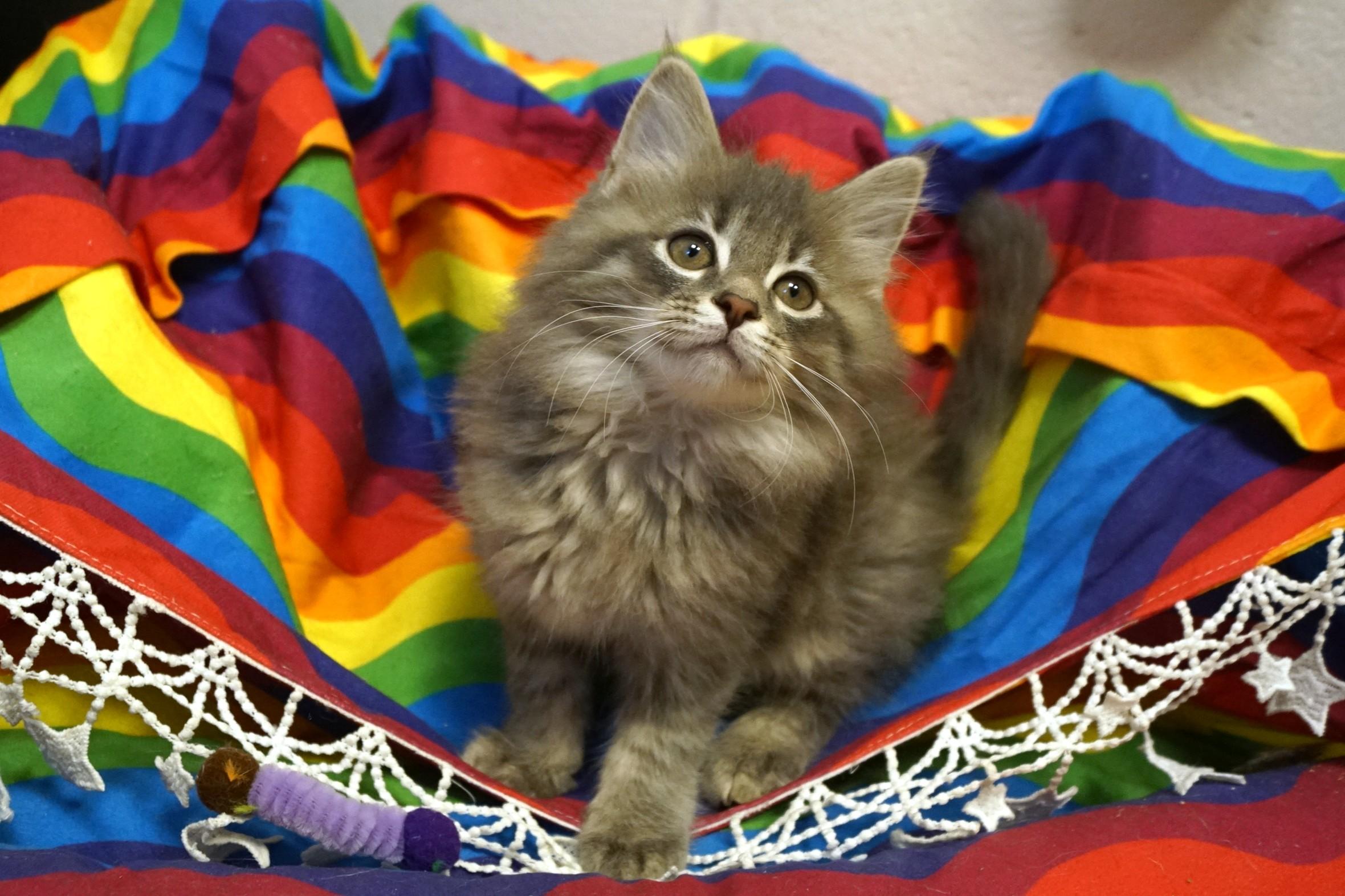 Kitten 26-3 B DLH, an adopted Domestic Long Hair in New Milford, CT image 1/6